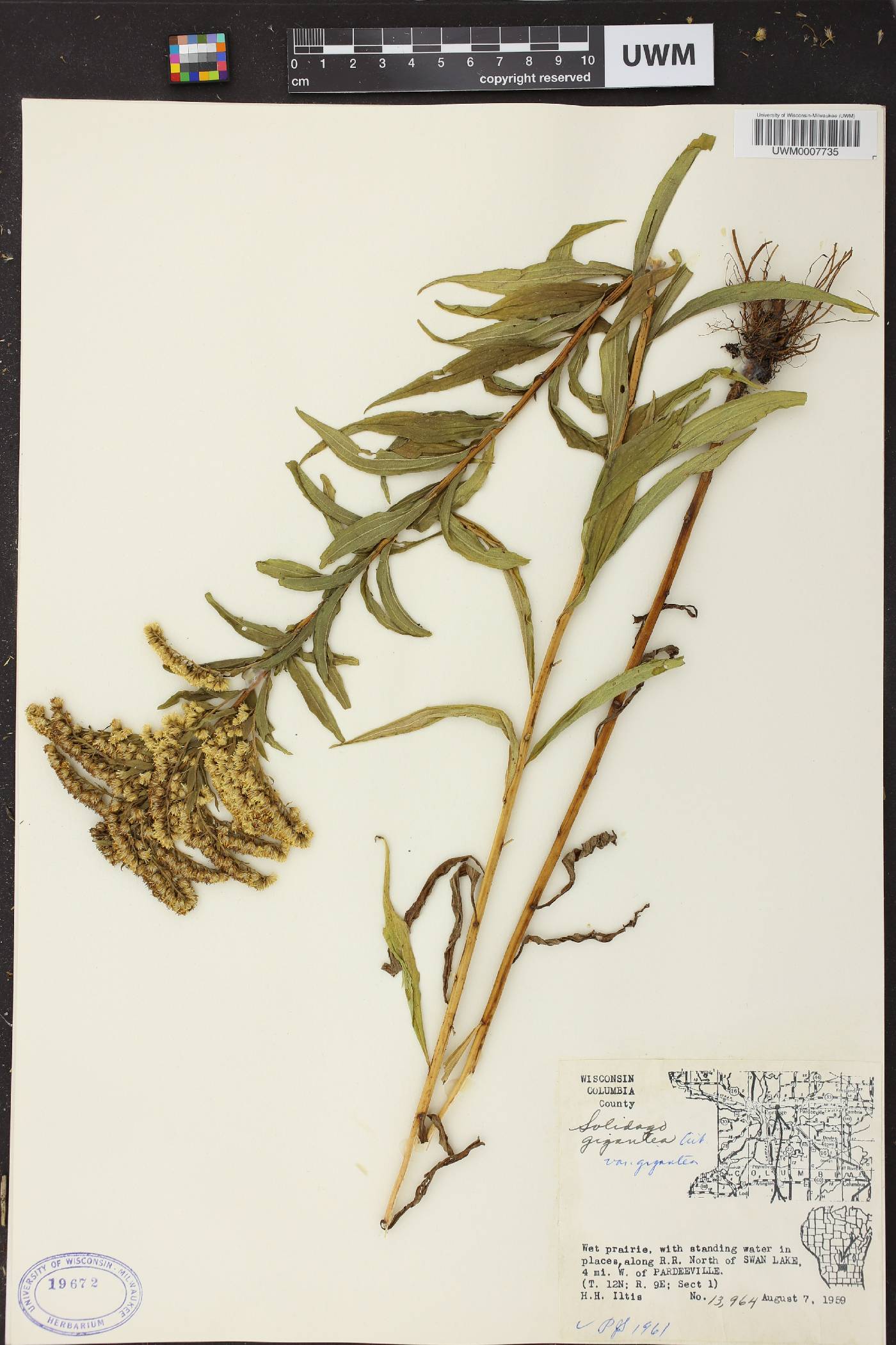 Solidago gigantea image