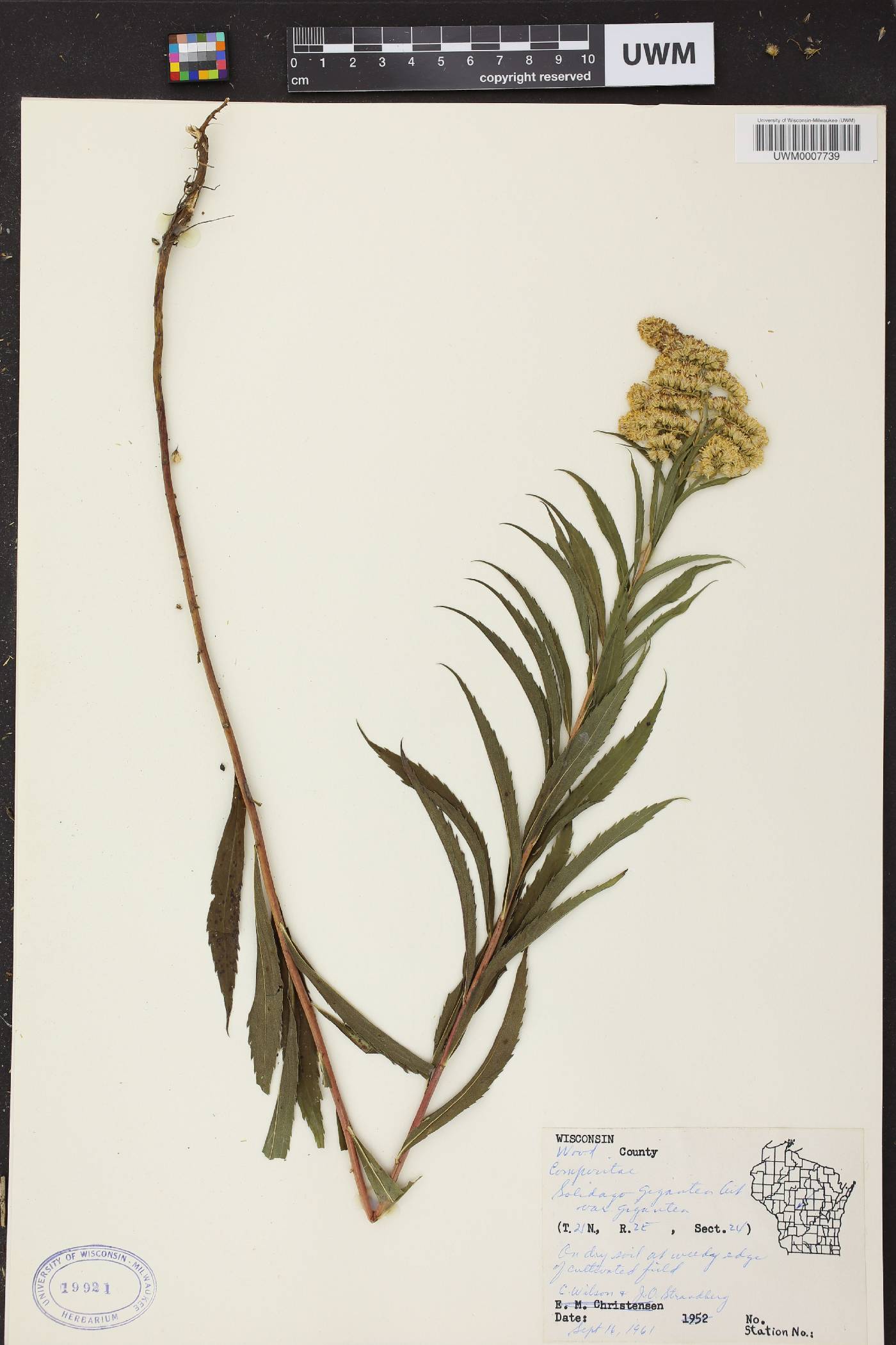 Solidago gigantea image
