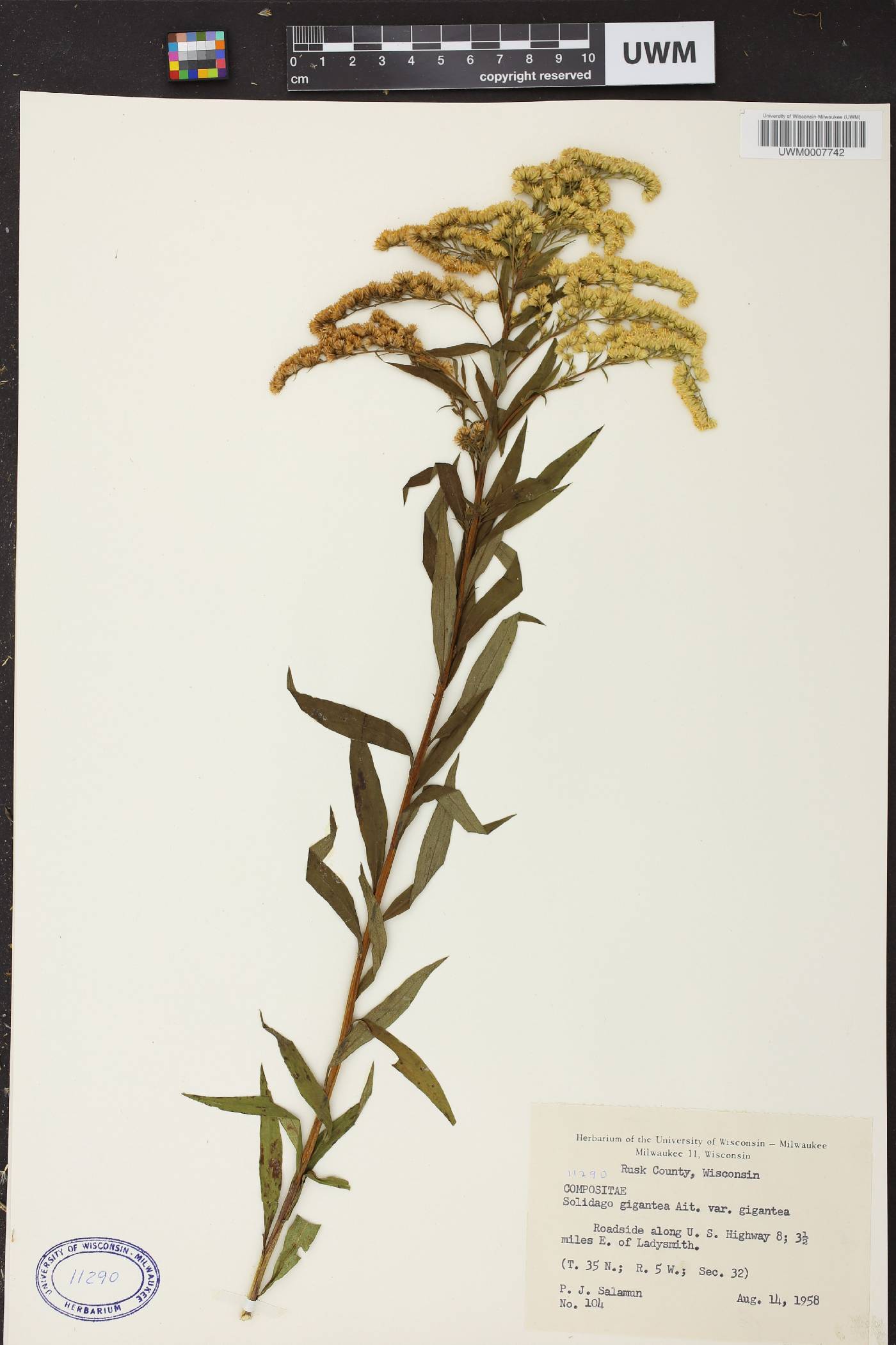 Solidago gigantea image