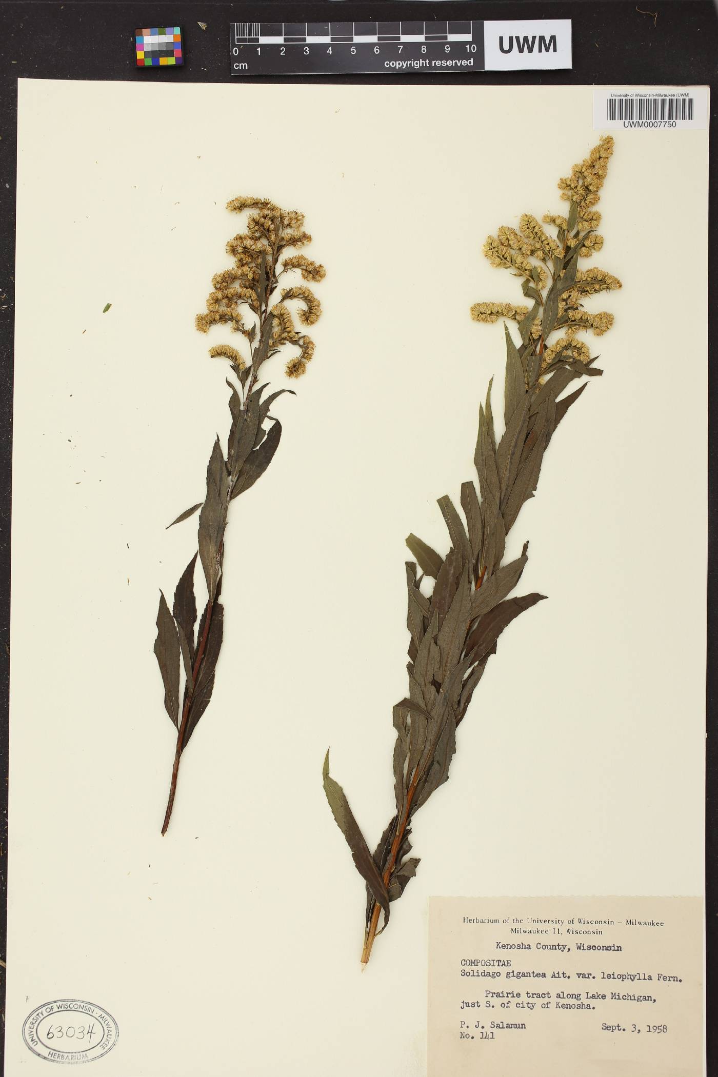 Solidago gigantea image