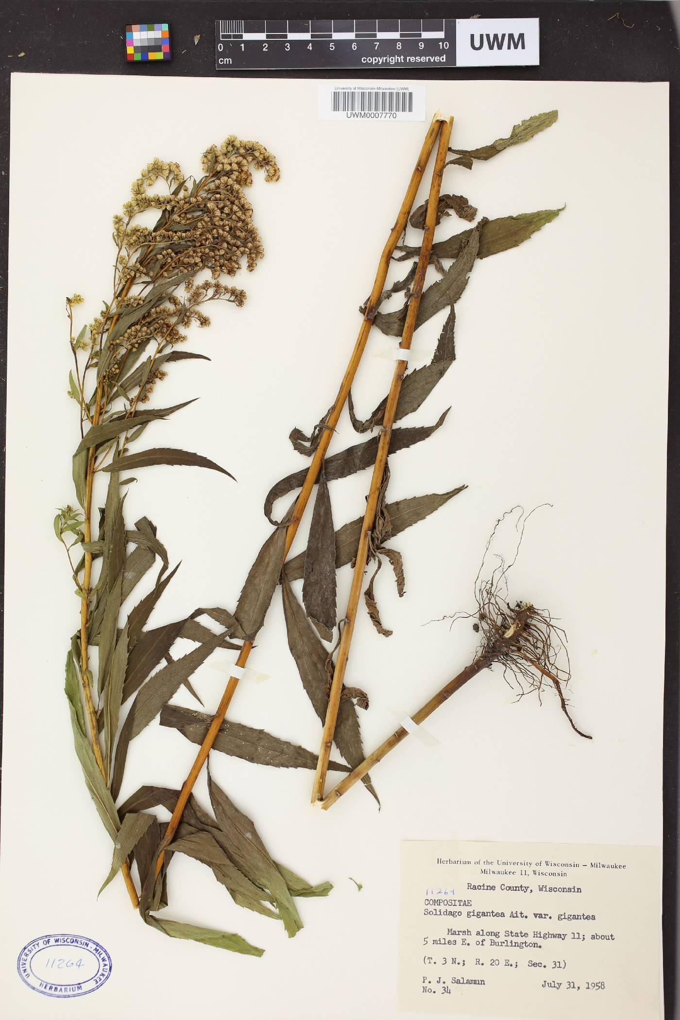 Solidago gigantea image