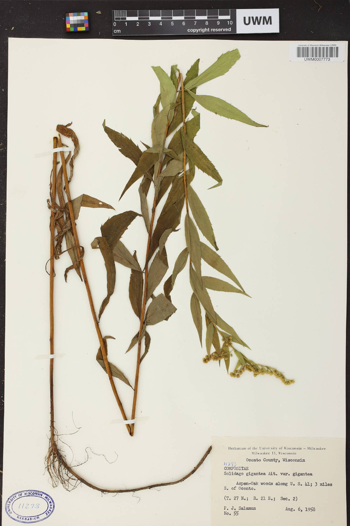 Solidago gigantea image