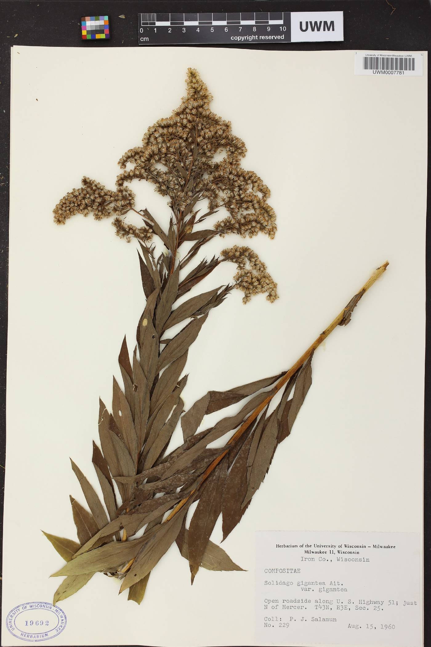 Solidago gigantea image