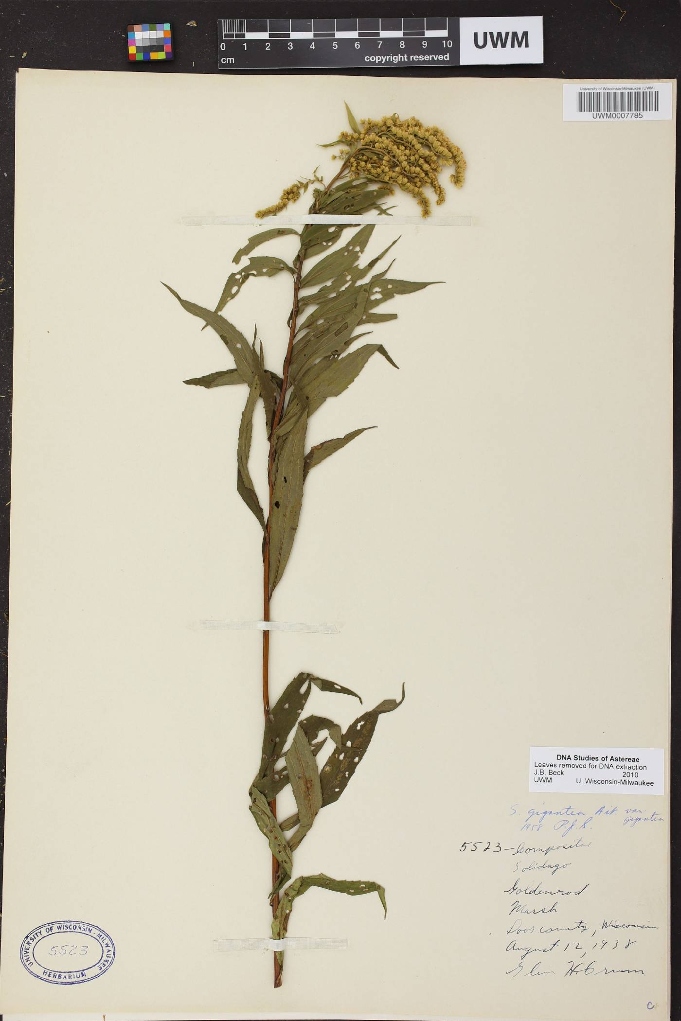 Solidago gigantea image