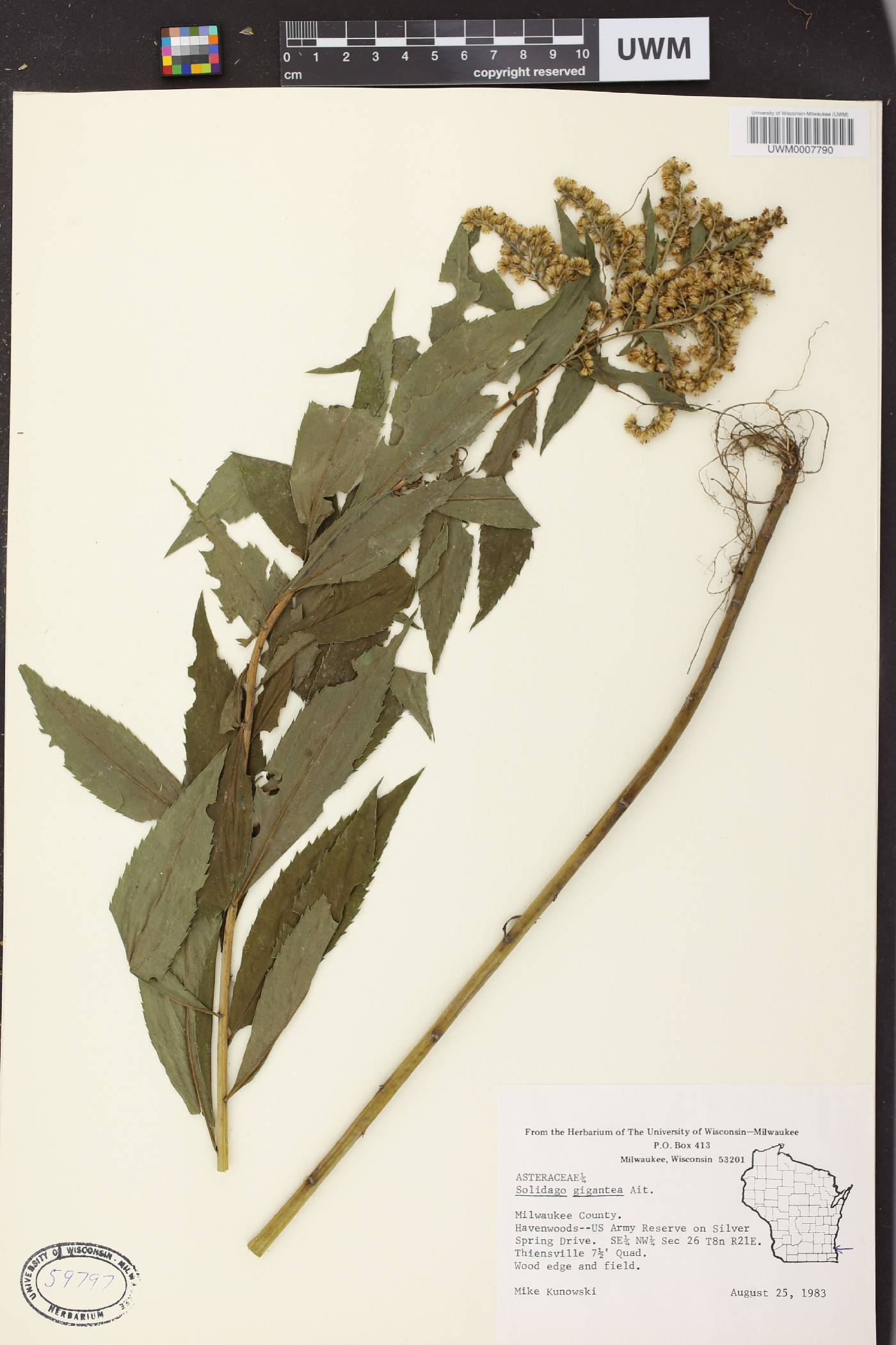 Solidago gigantea image