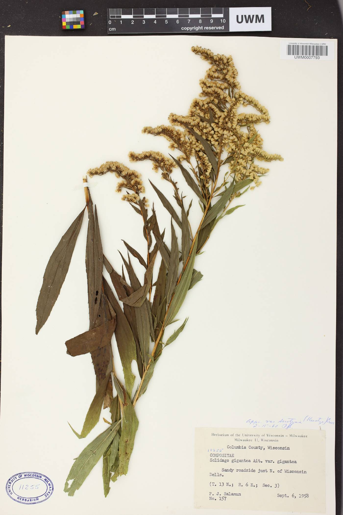 Solidago gigantea image