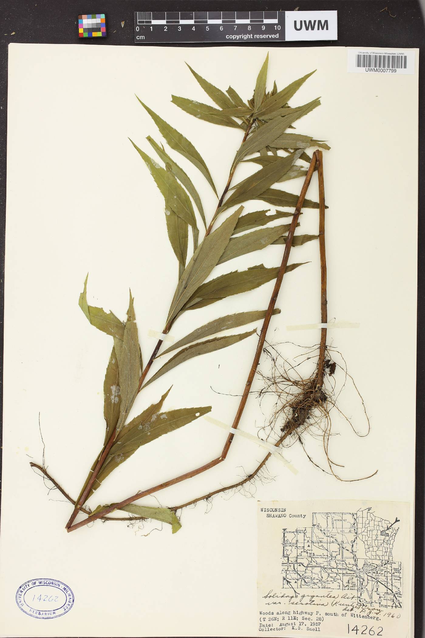 Solidago gigantea image