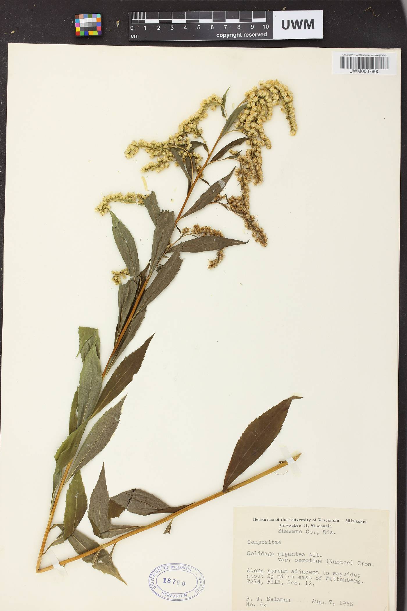 Solidago gigantea image