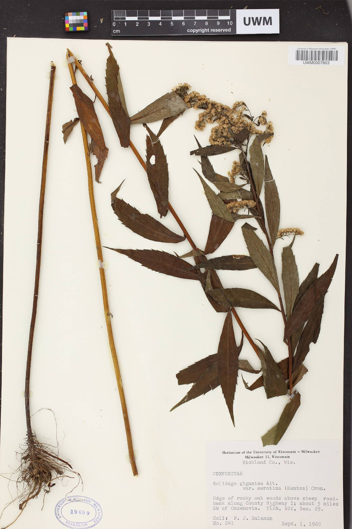 Solidago gigantea image