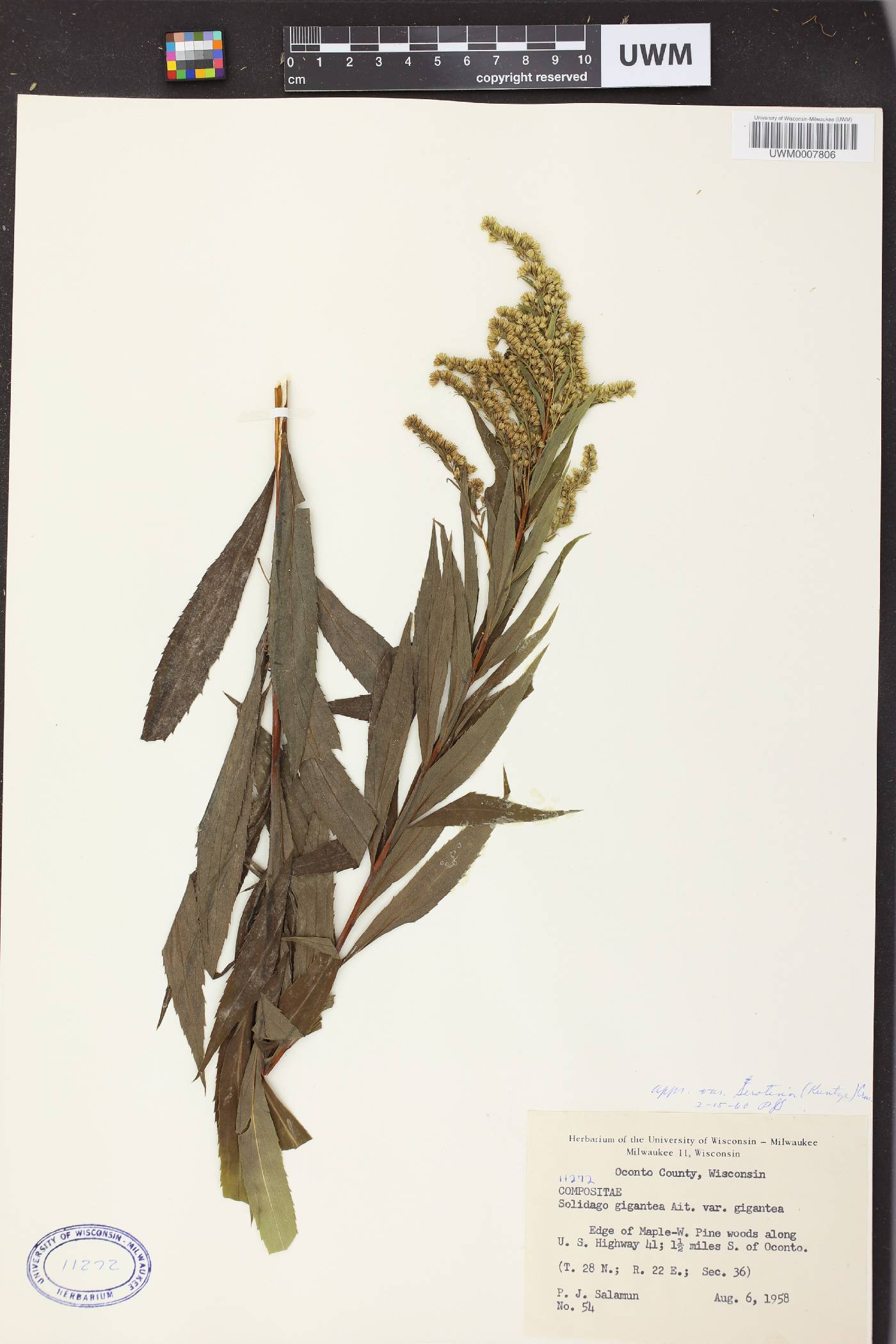 Solidago gigantea image