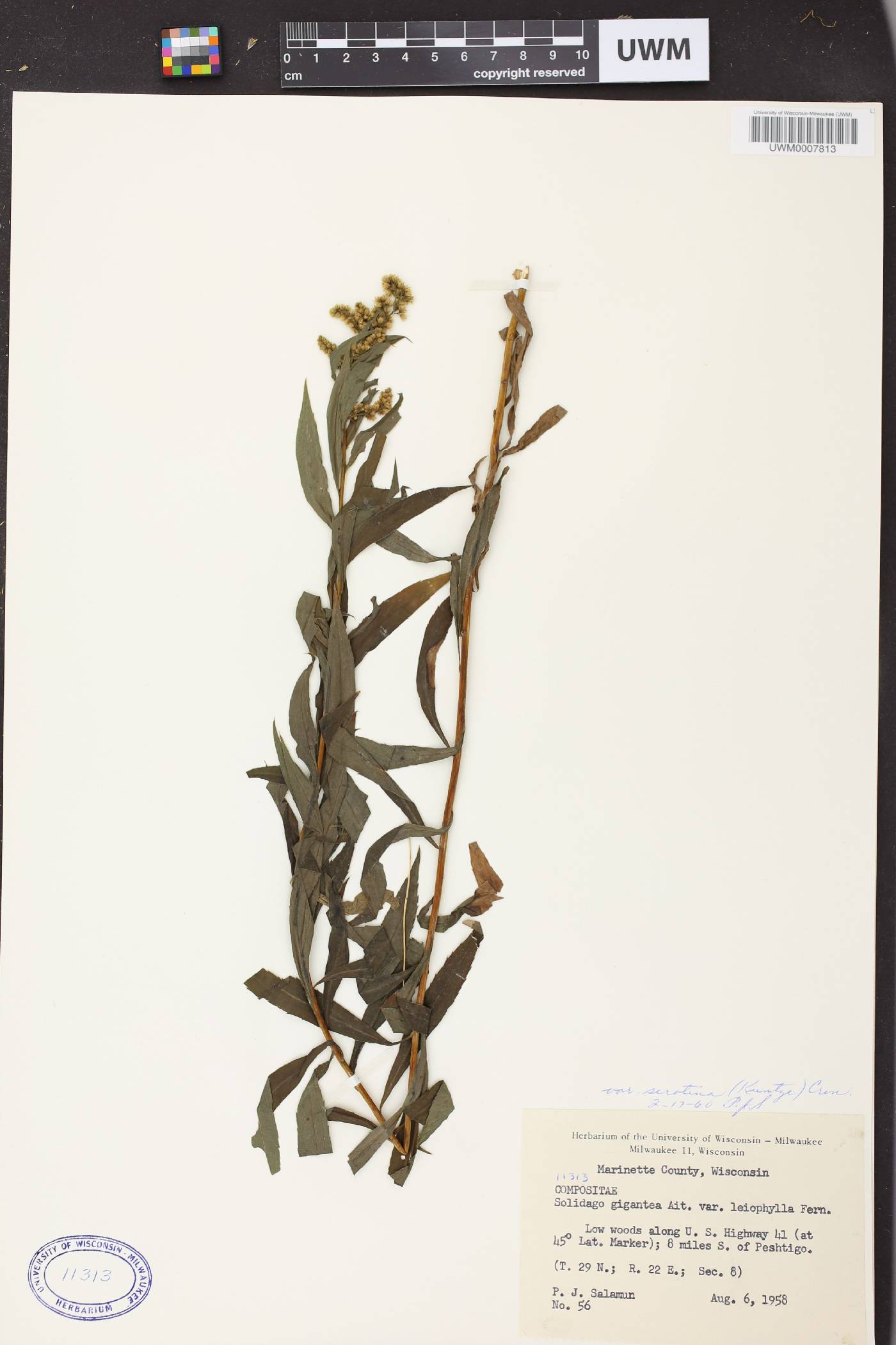 Solidago gigantea image