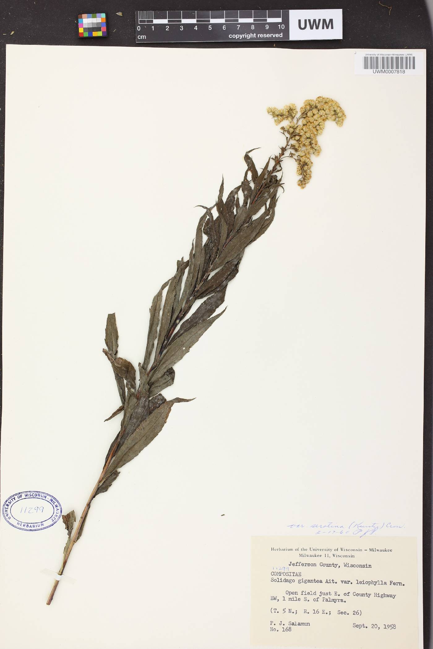 Solidago gigantea image
