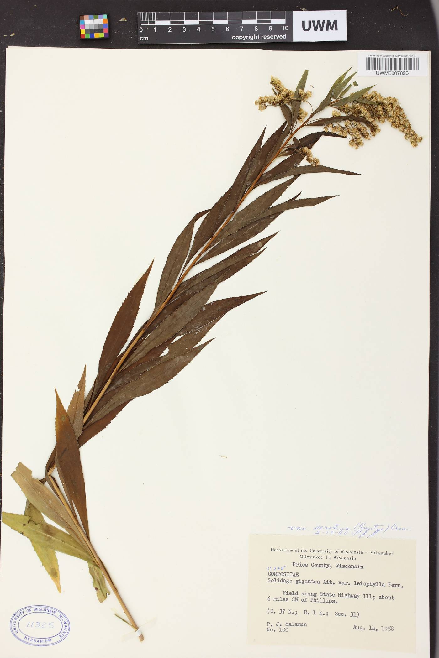 Solidago gigantea image