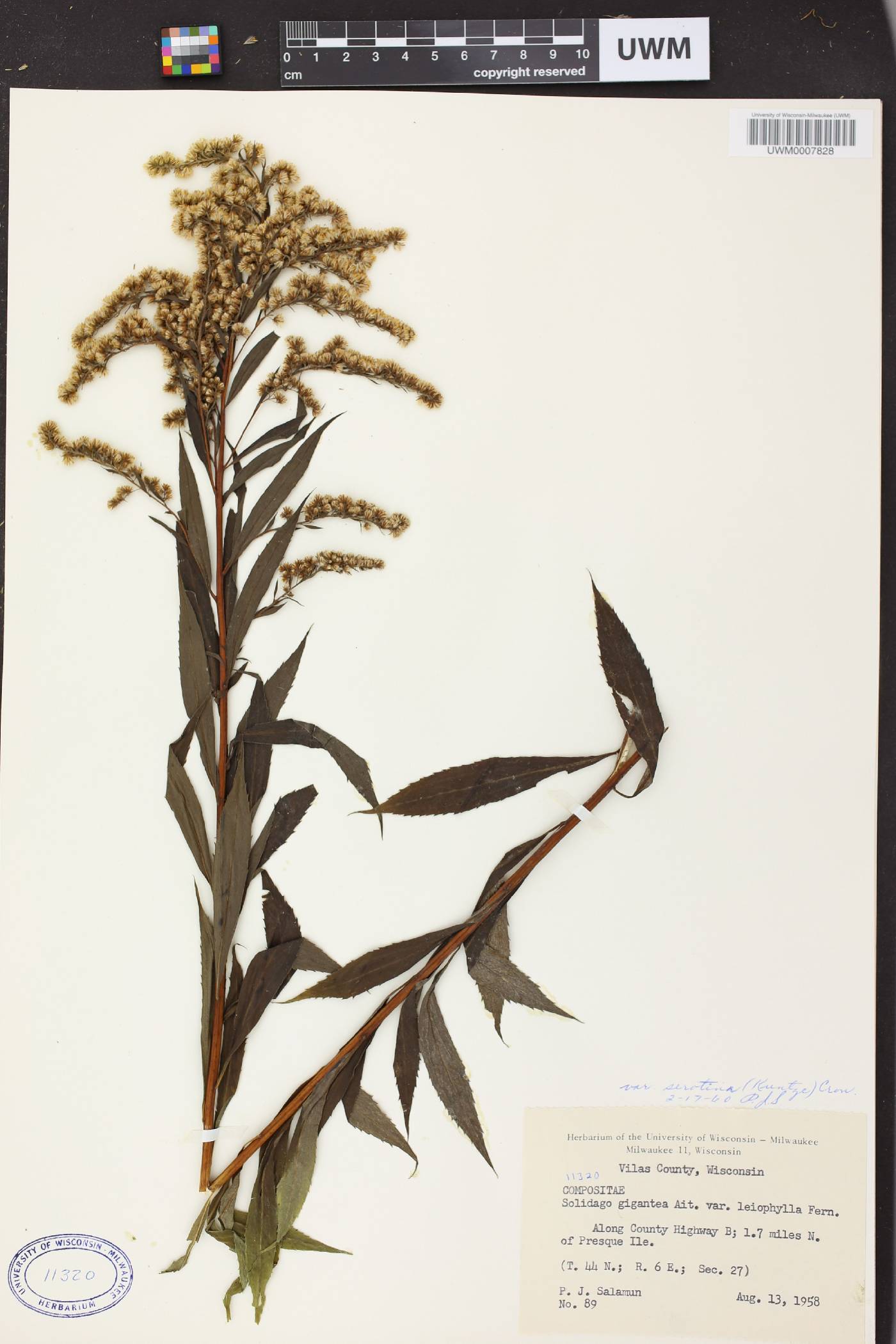 Solidago gigantea image