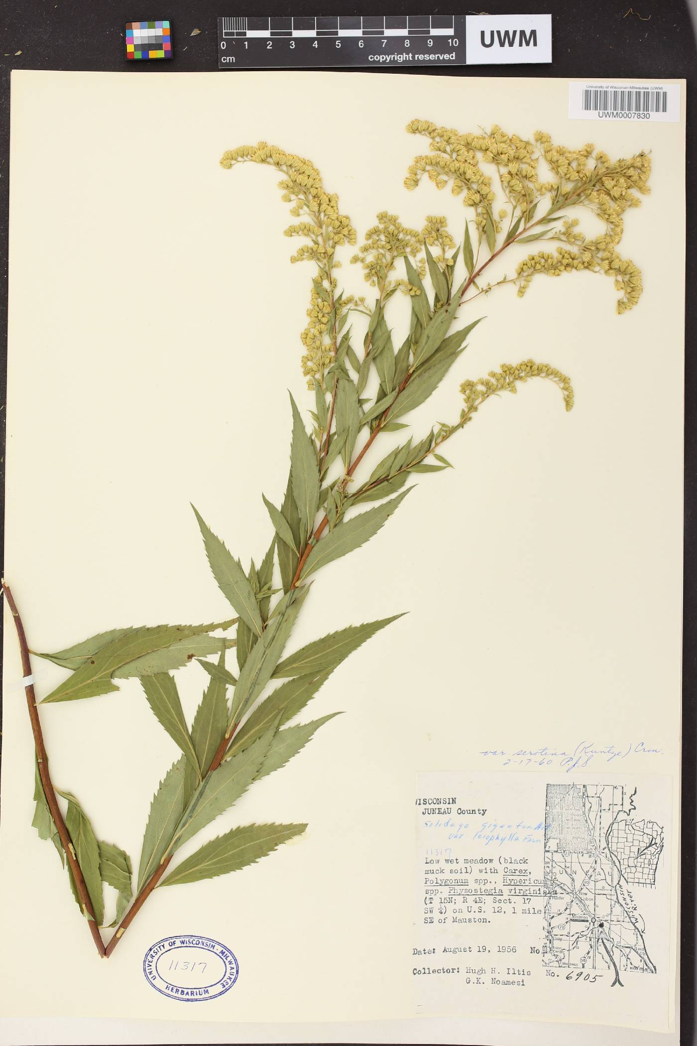 Solidago gigantea image