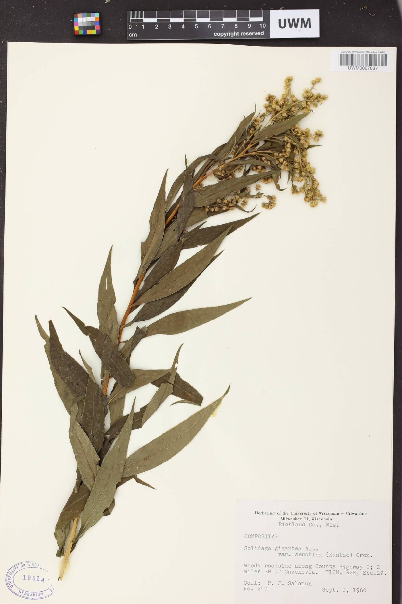 Solidago gigantea image