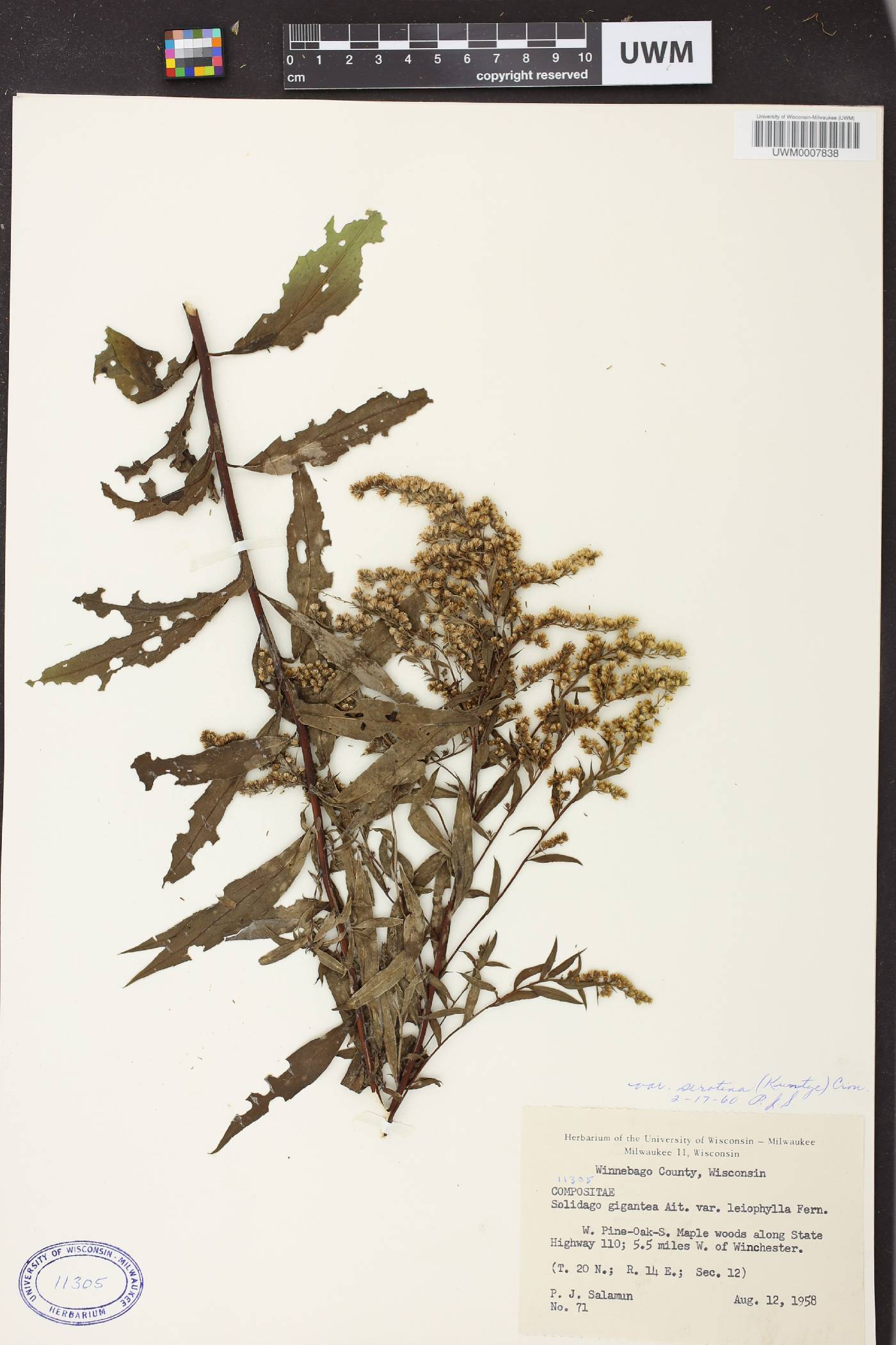 Solidago gigantea image
