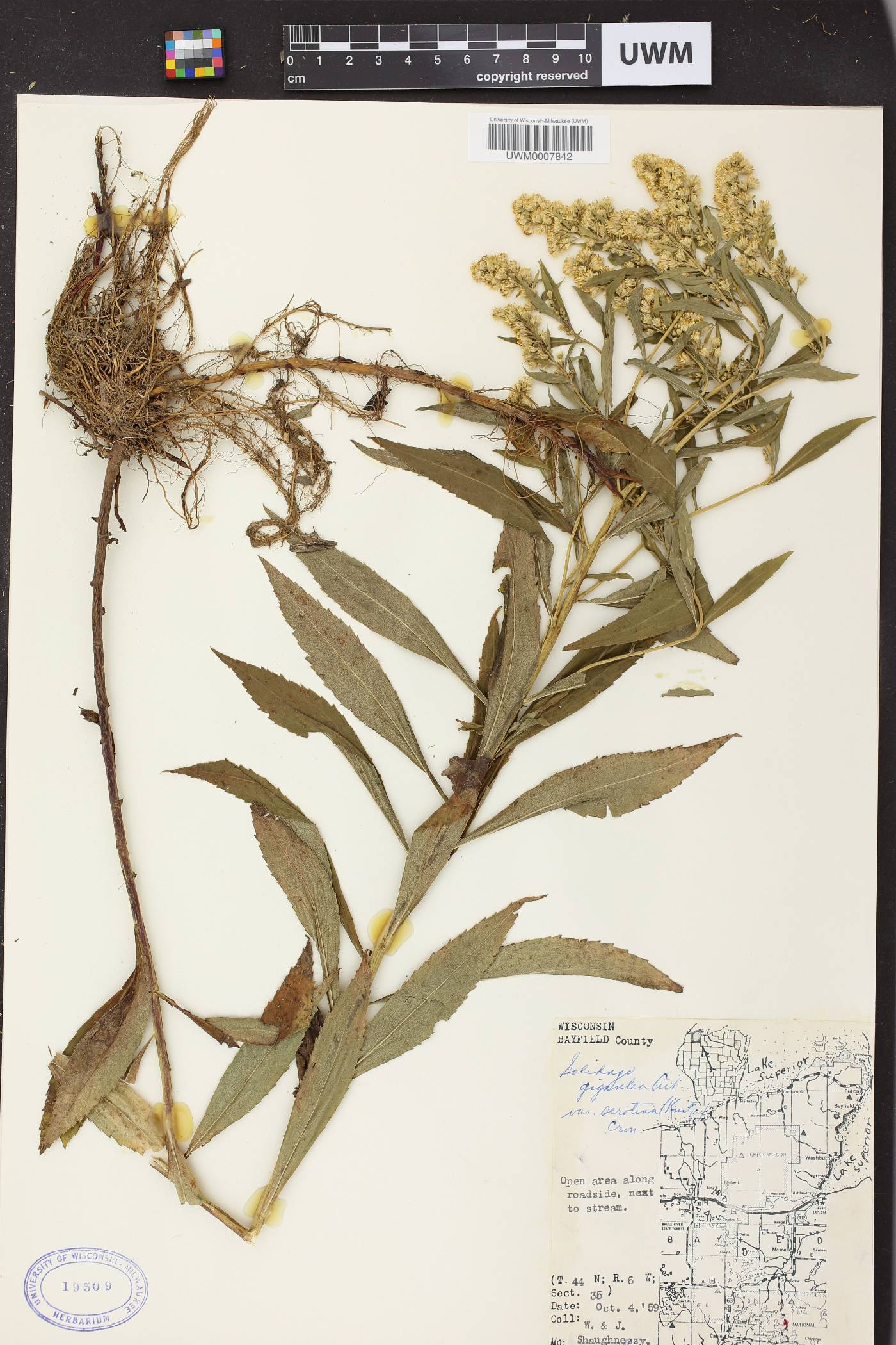 Solidago gigantea image
