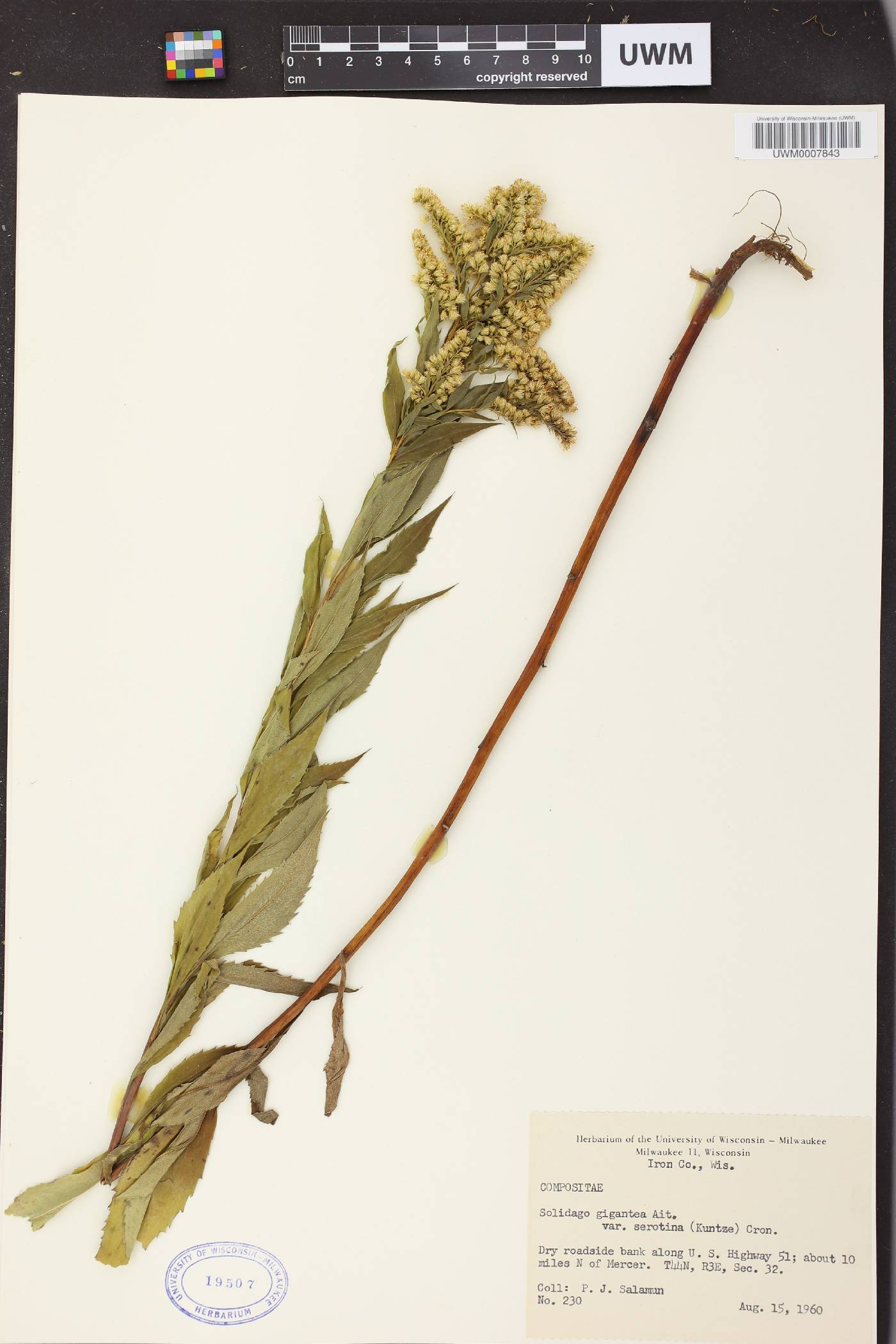 Solidago gigantea image