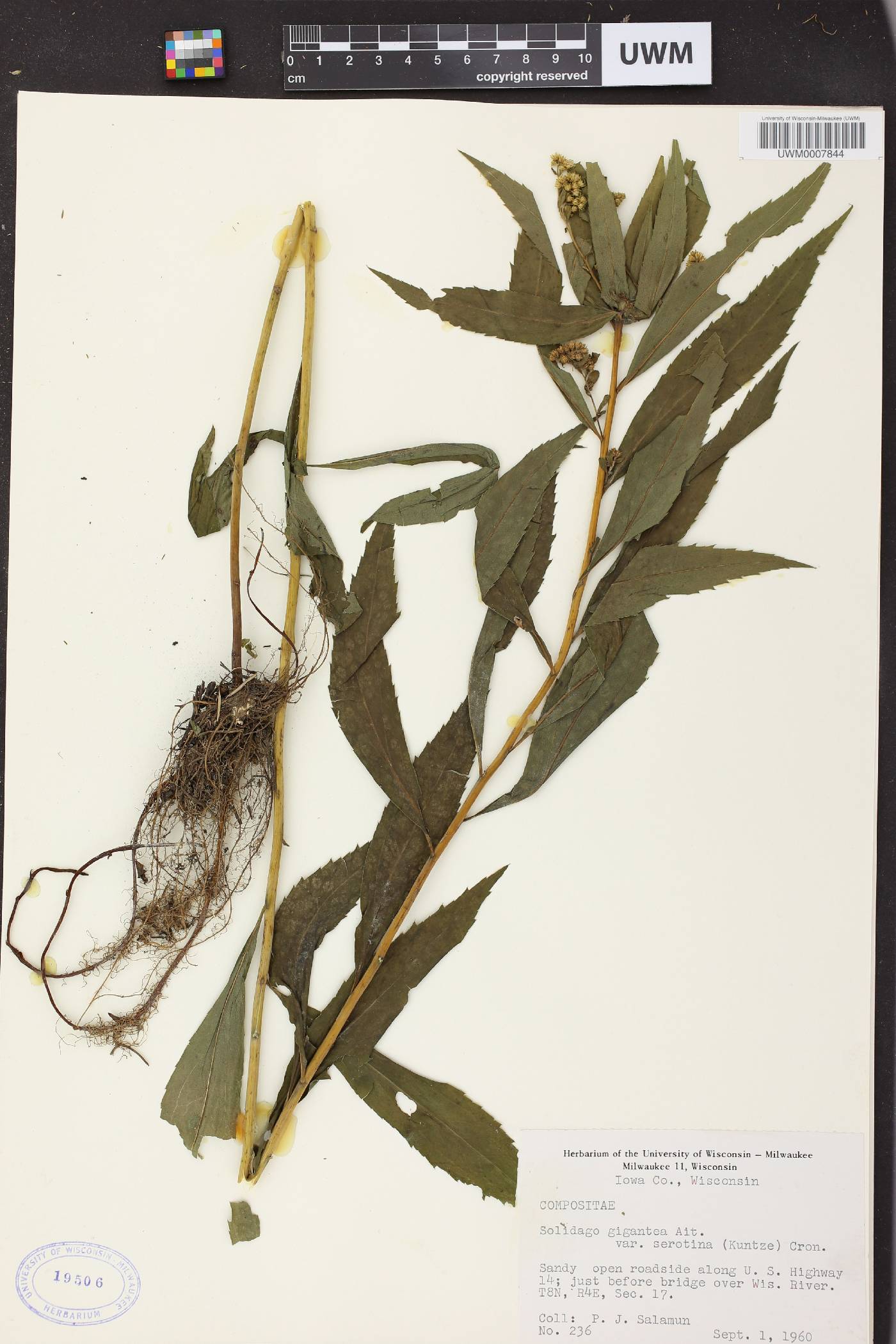 Solidago gigantea image