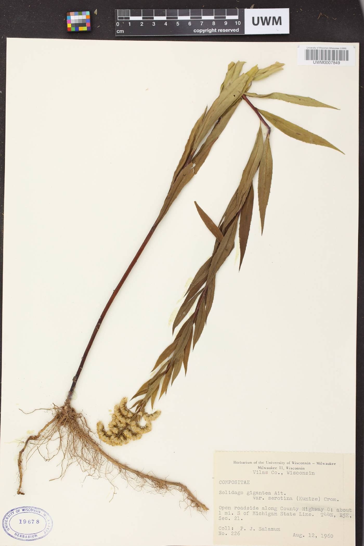Solidago gigantea image