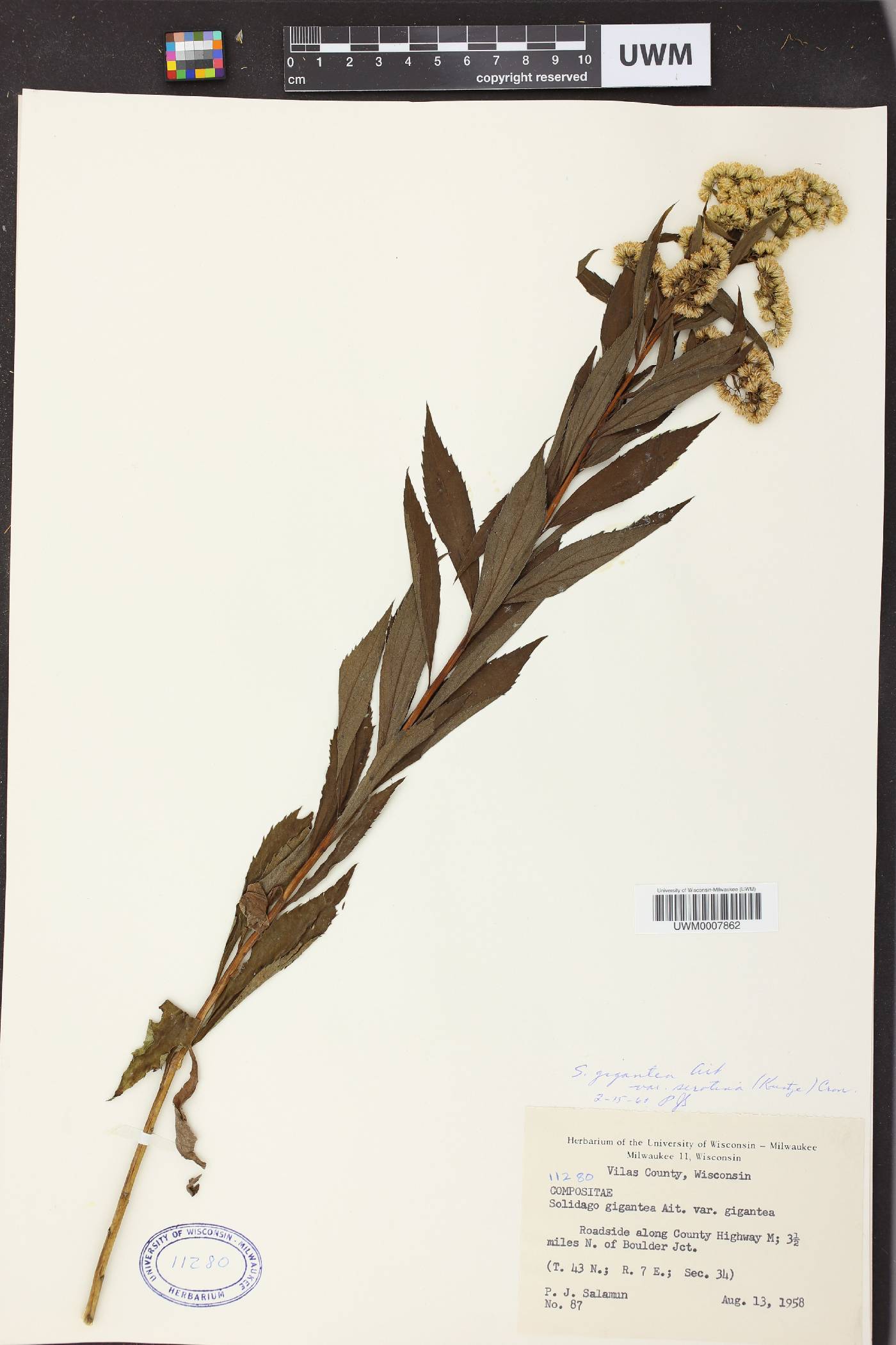 Solidago gigantea image