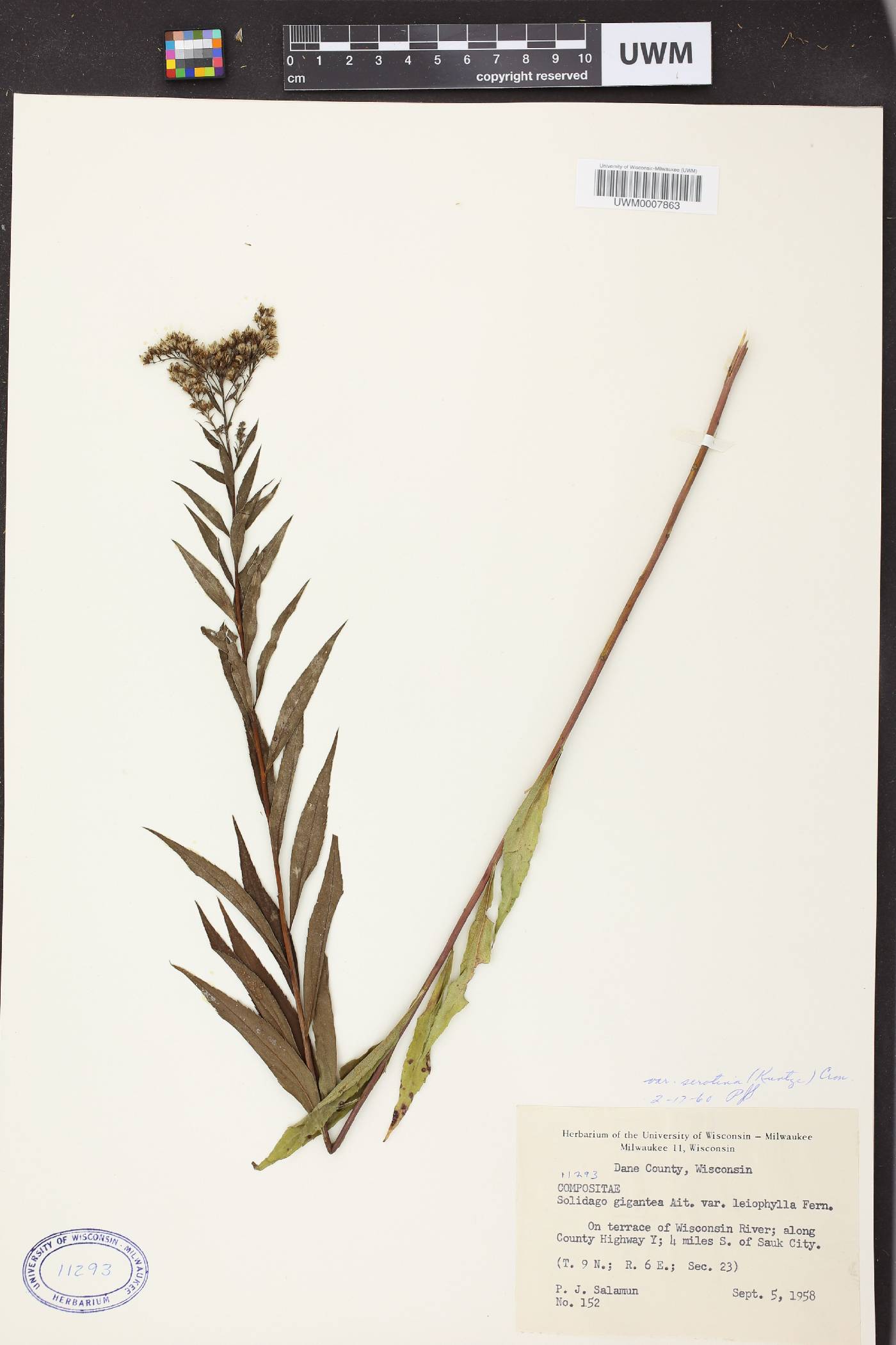 Solidago gigantea image