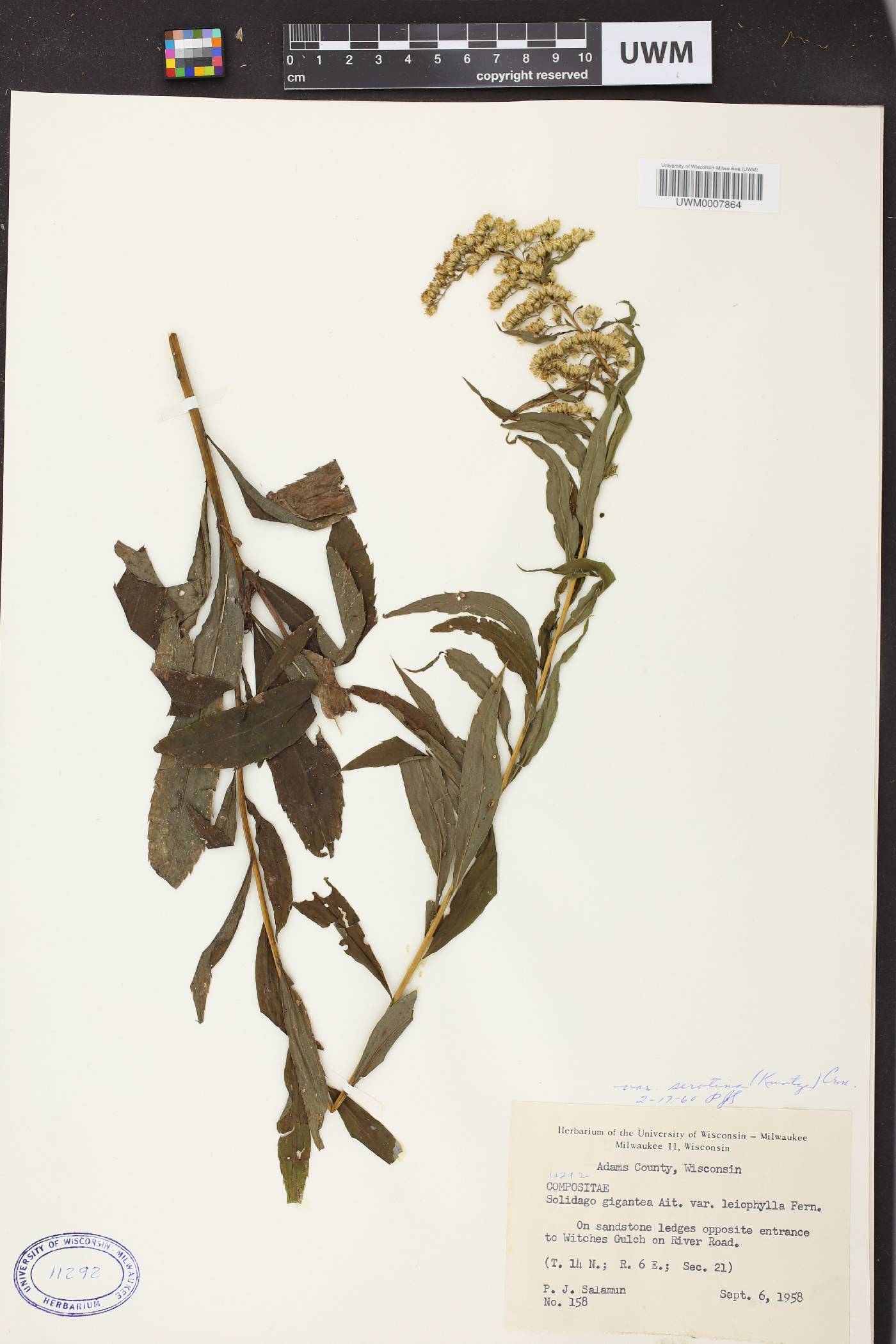 Solidago gigantea image