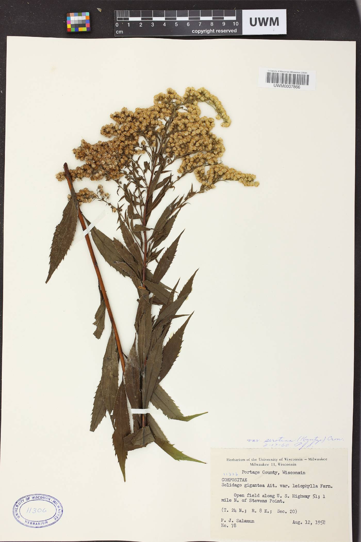 Solidago gigantea image