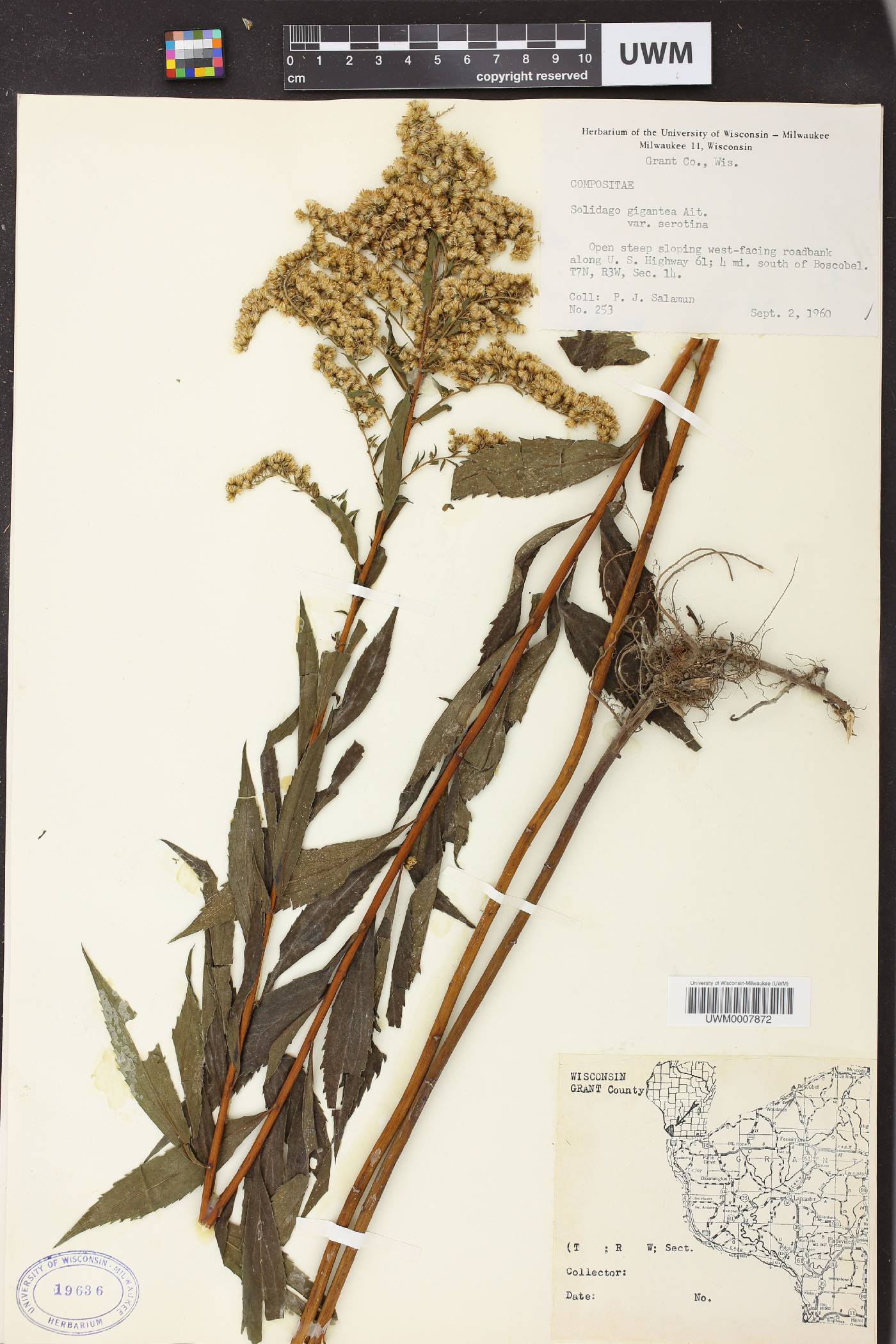 Solidago gigantea image