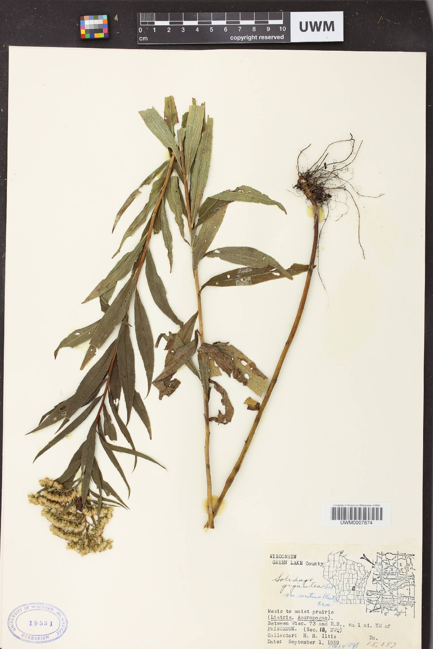 Solidago gigantea image