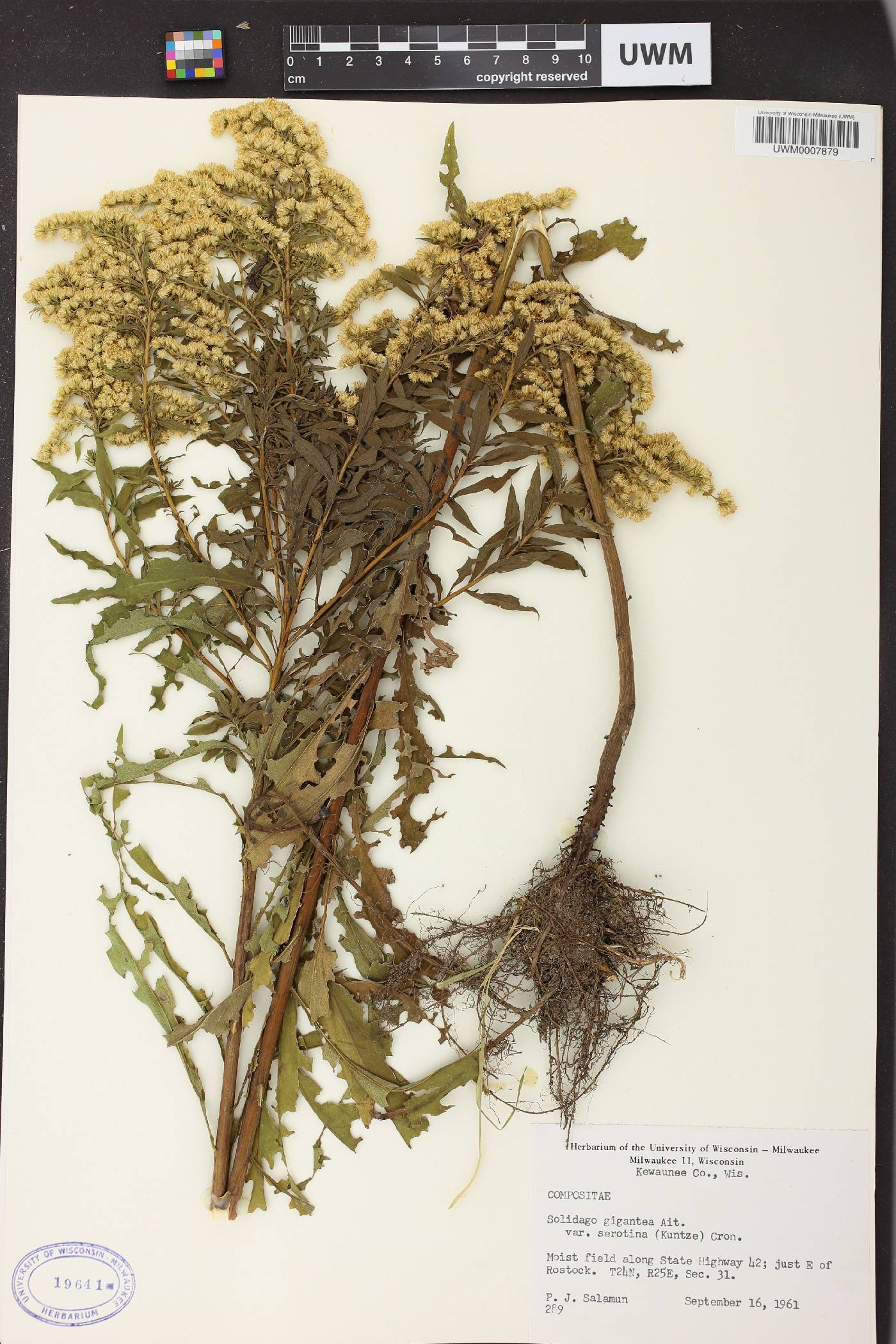 Solidago gigantea image