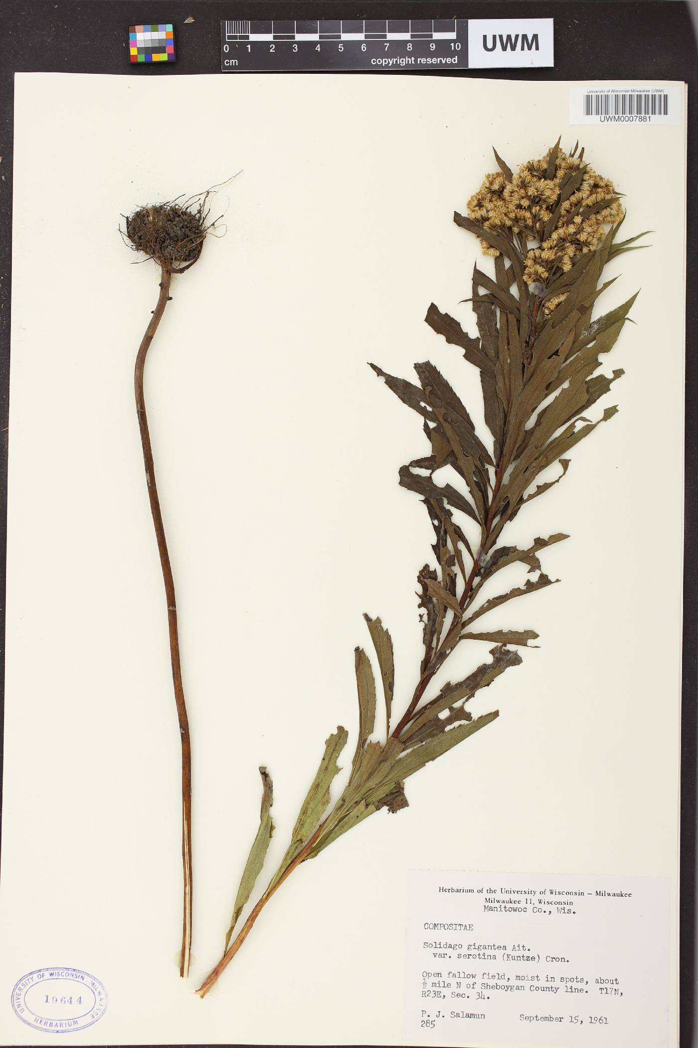 Solidago gigantea image