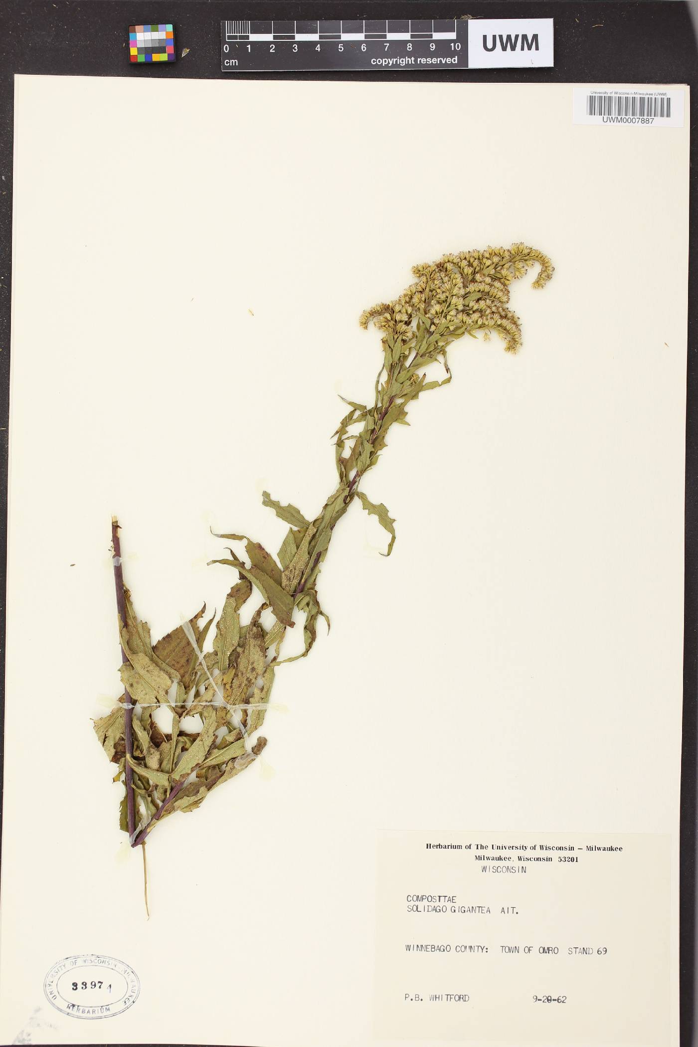 Solidago gigantea image