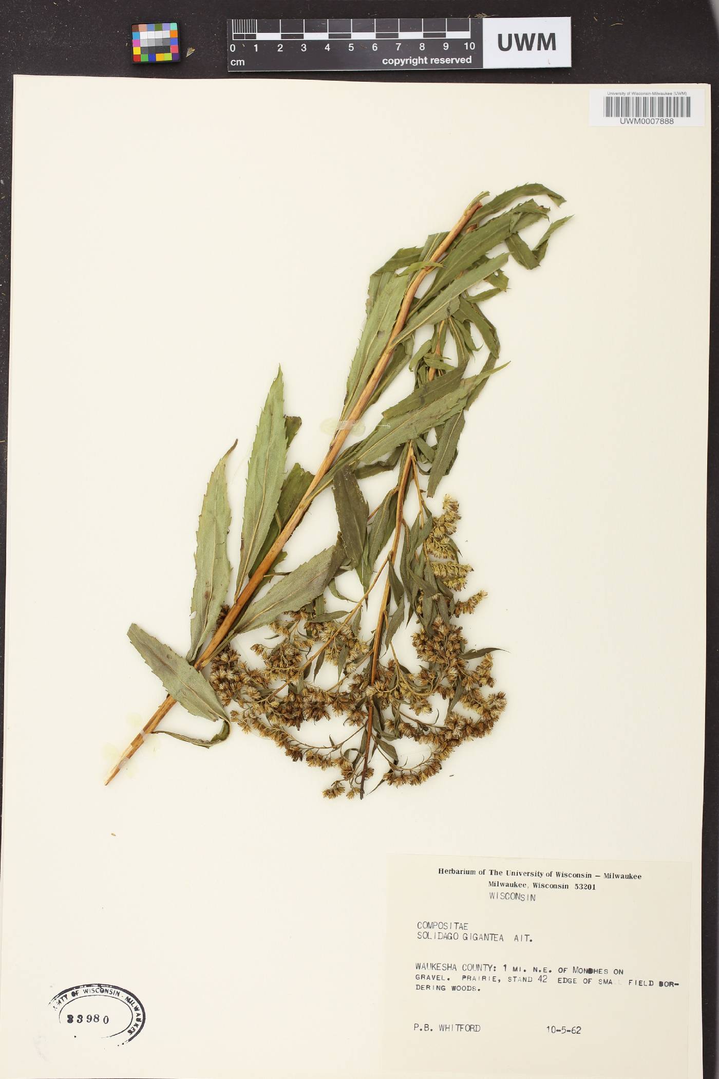Solidago gigantea image