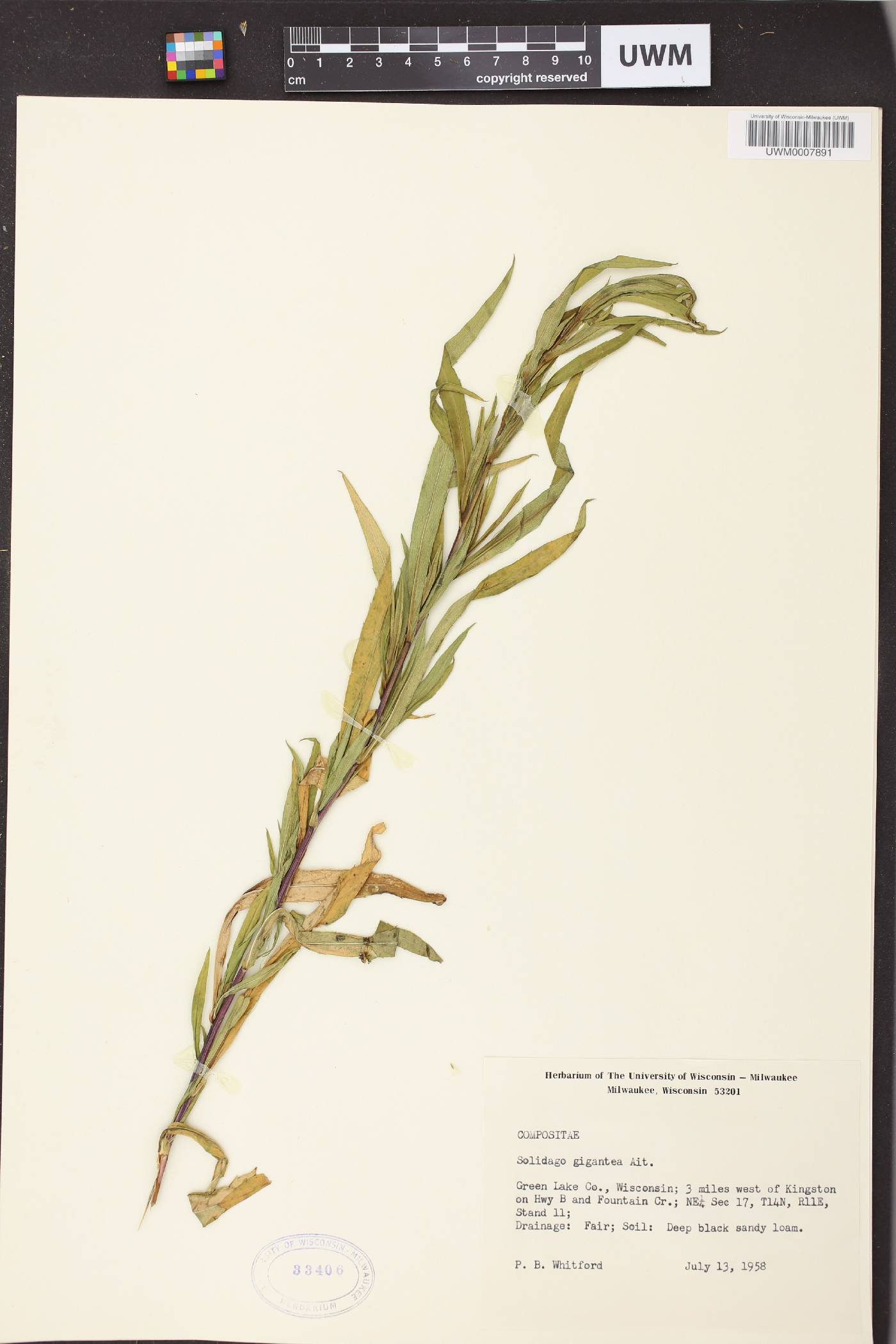 Solidago gigantea image