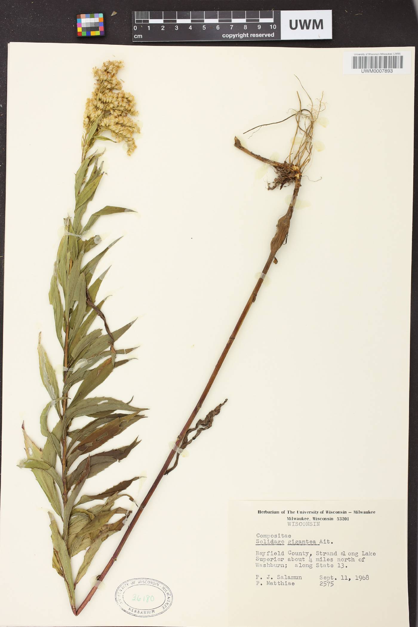 Solidago gigantea image