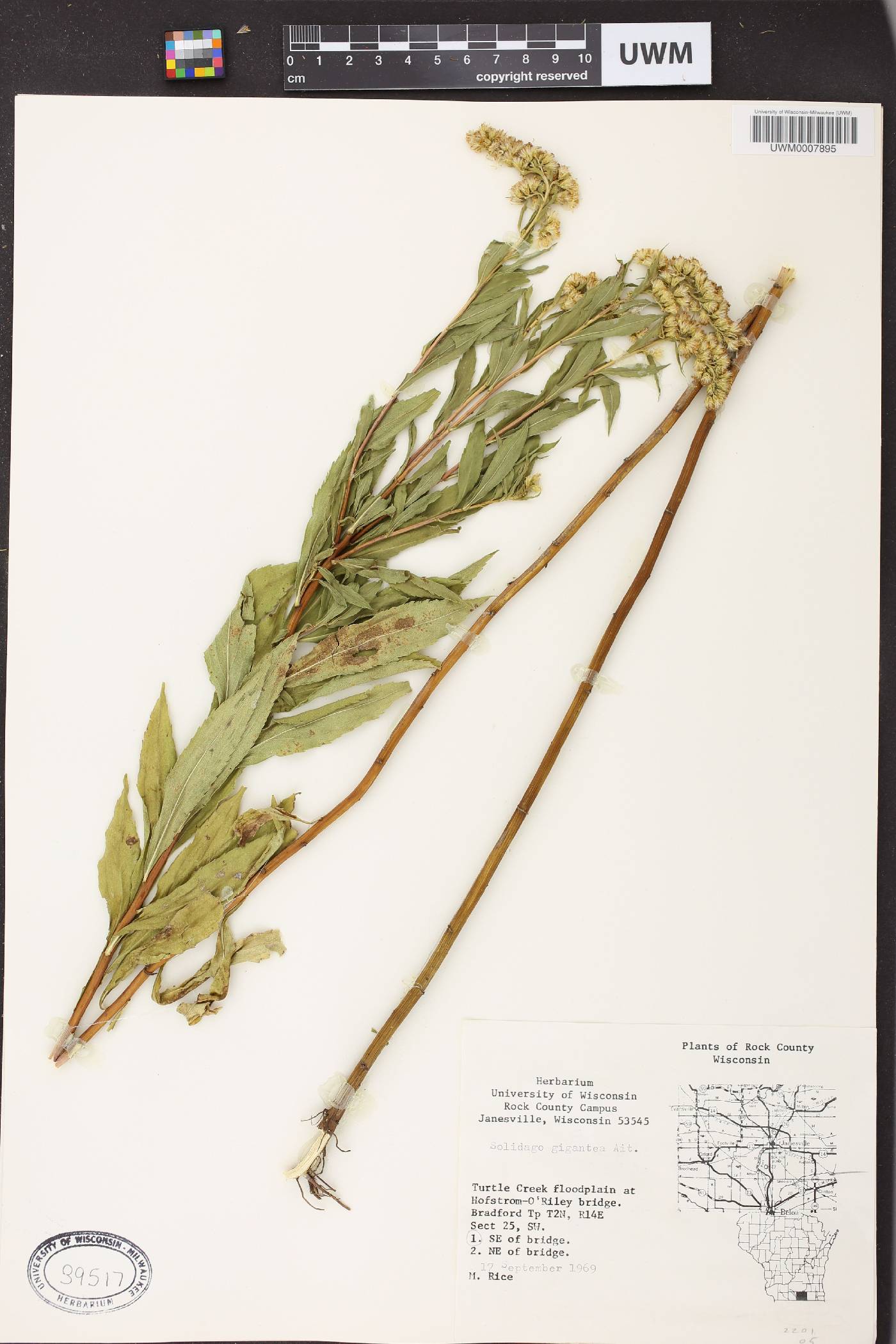 Solidago gigantea image