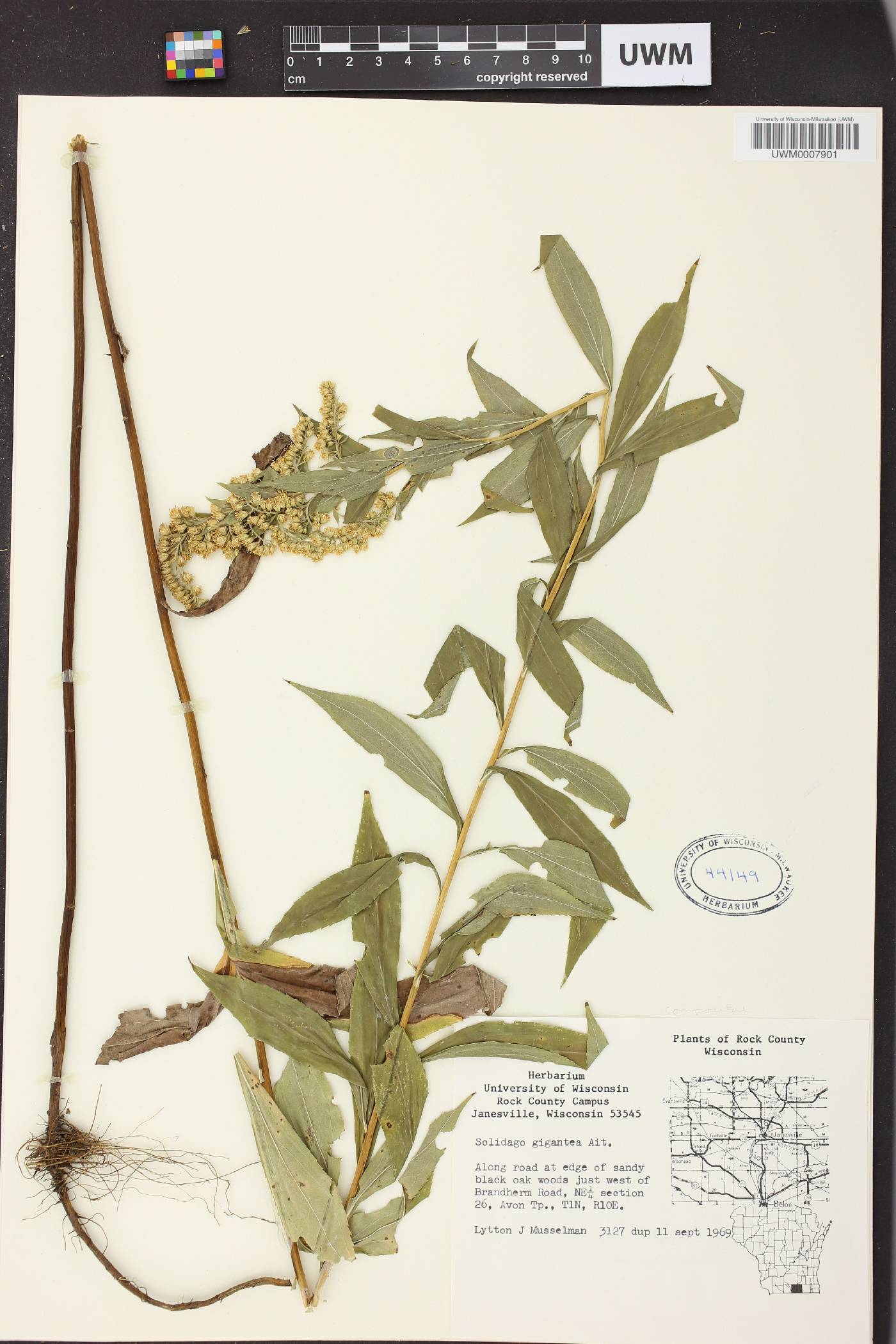 Solidago gigantea image