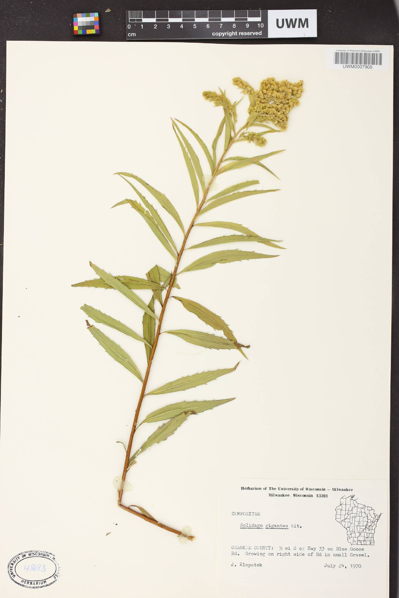 Solidago gigantea image
