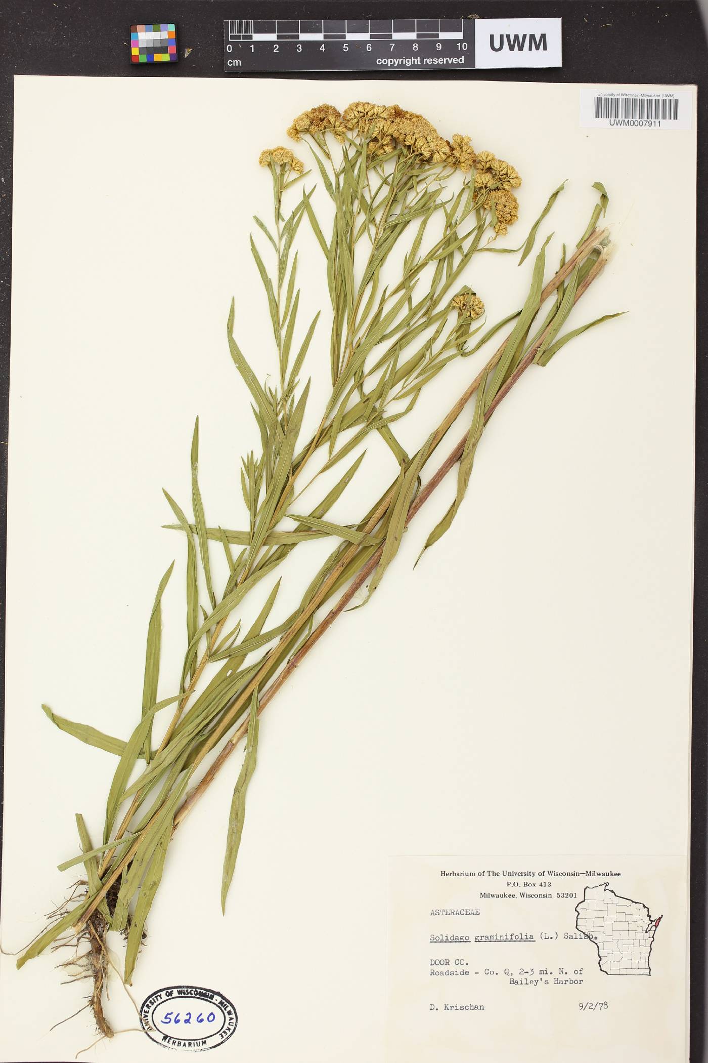 Euthamia graminifolia image