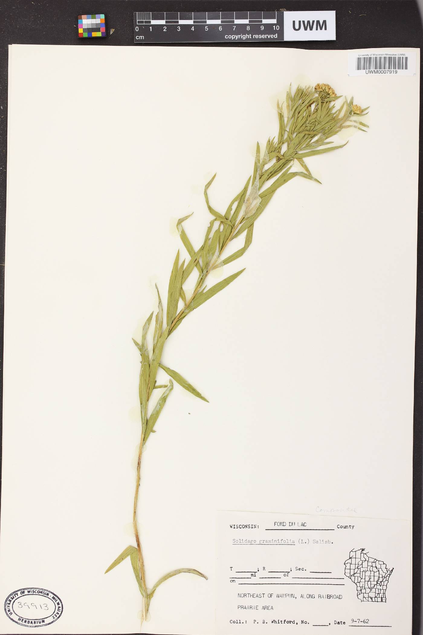 Euthamia graminifolia image