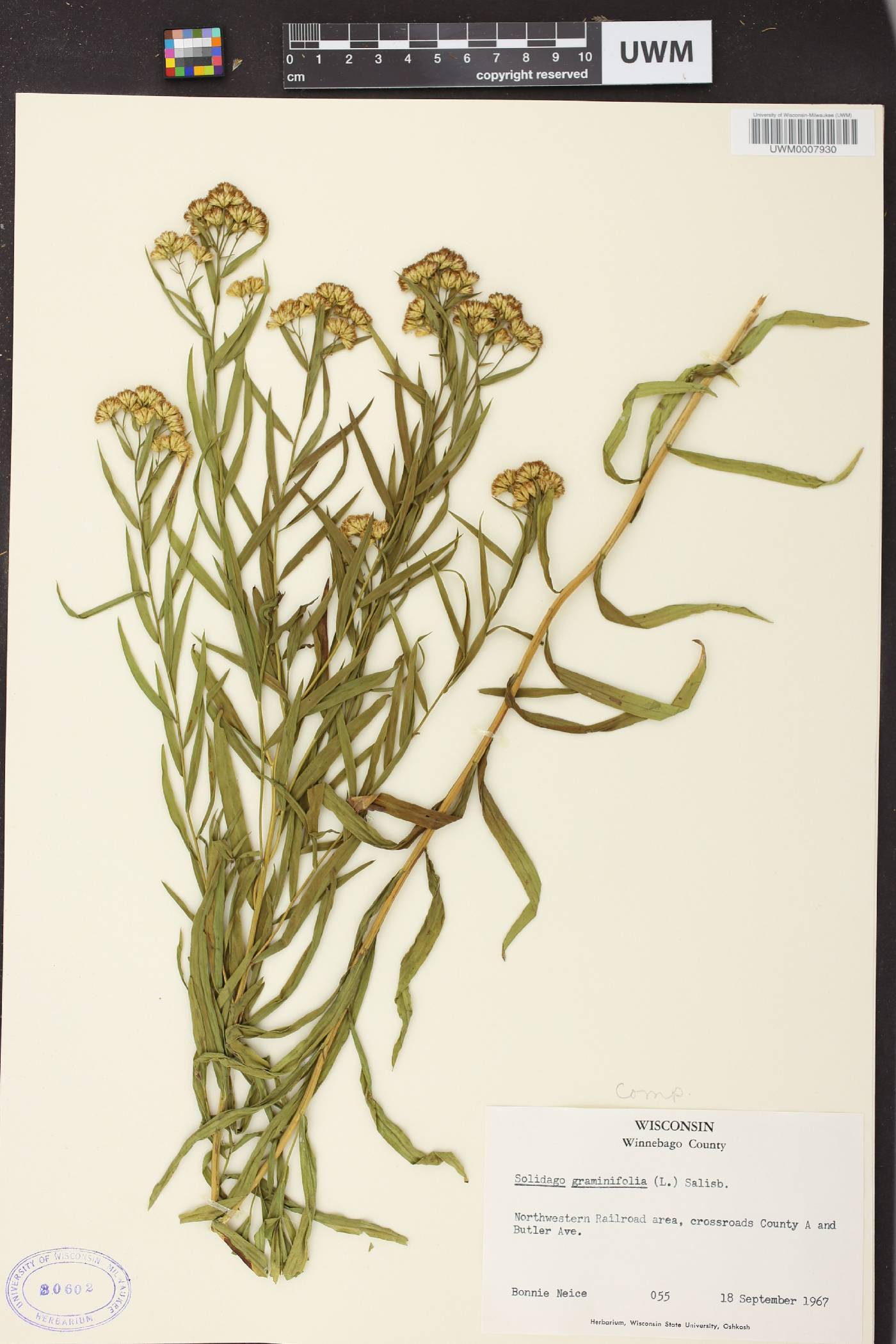 Euthamia graminifolia image