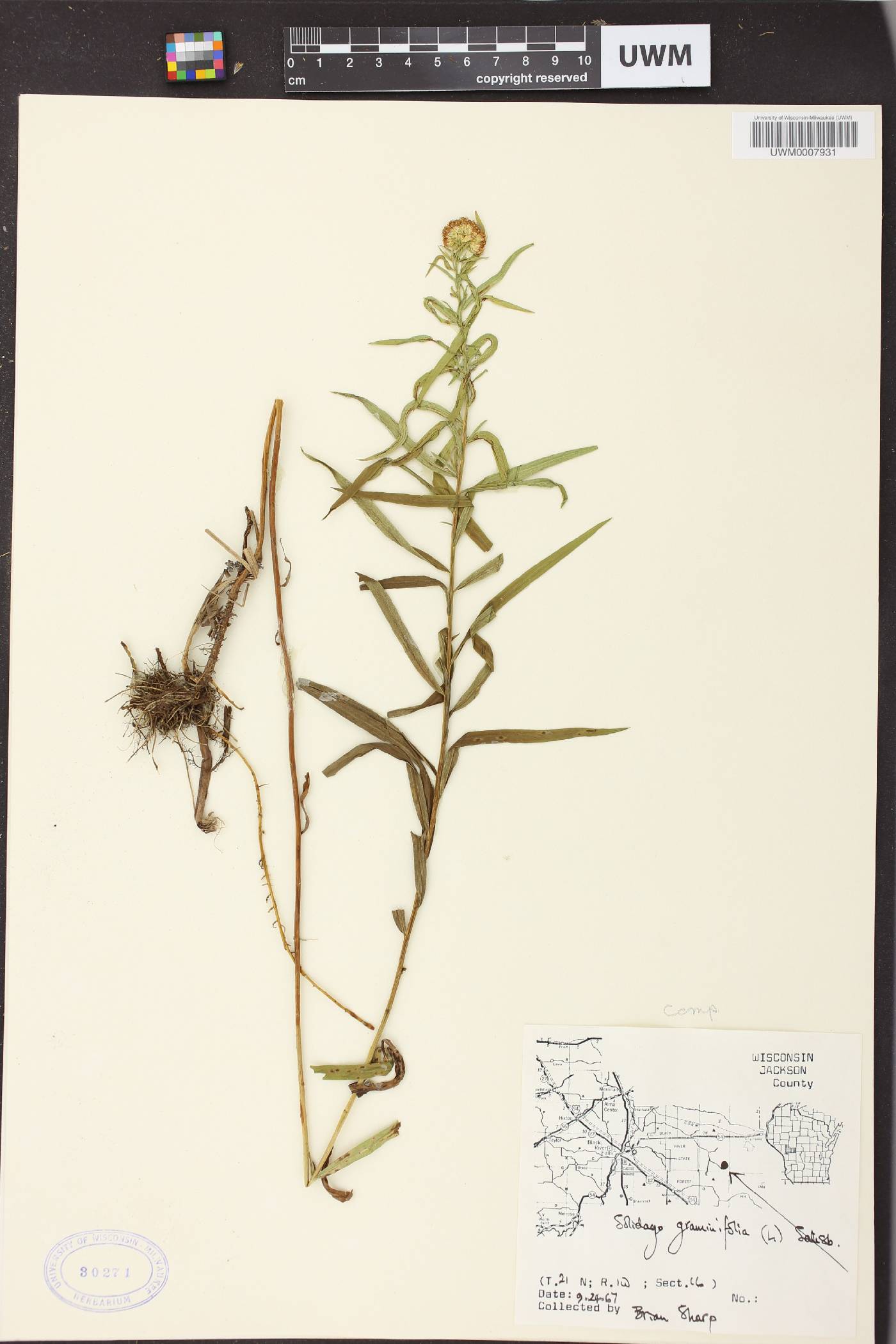 Euthamia graminifolia image