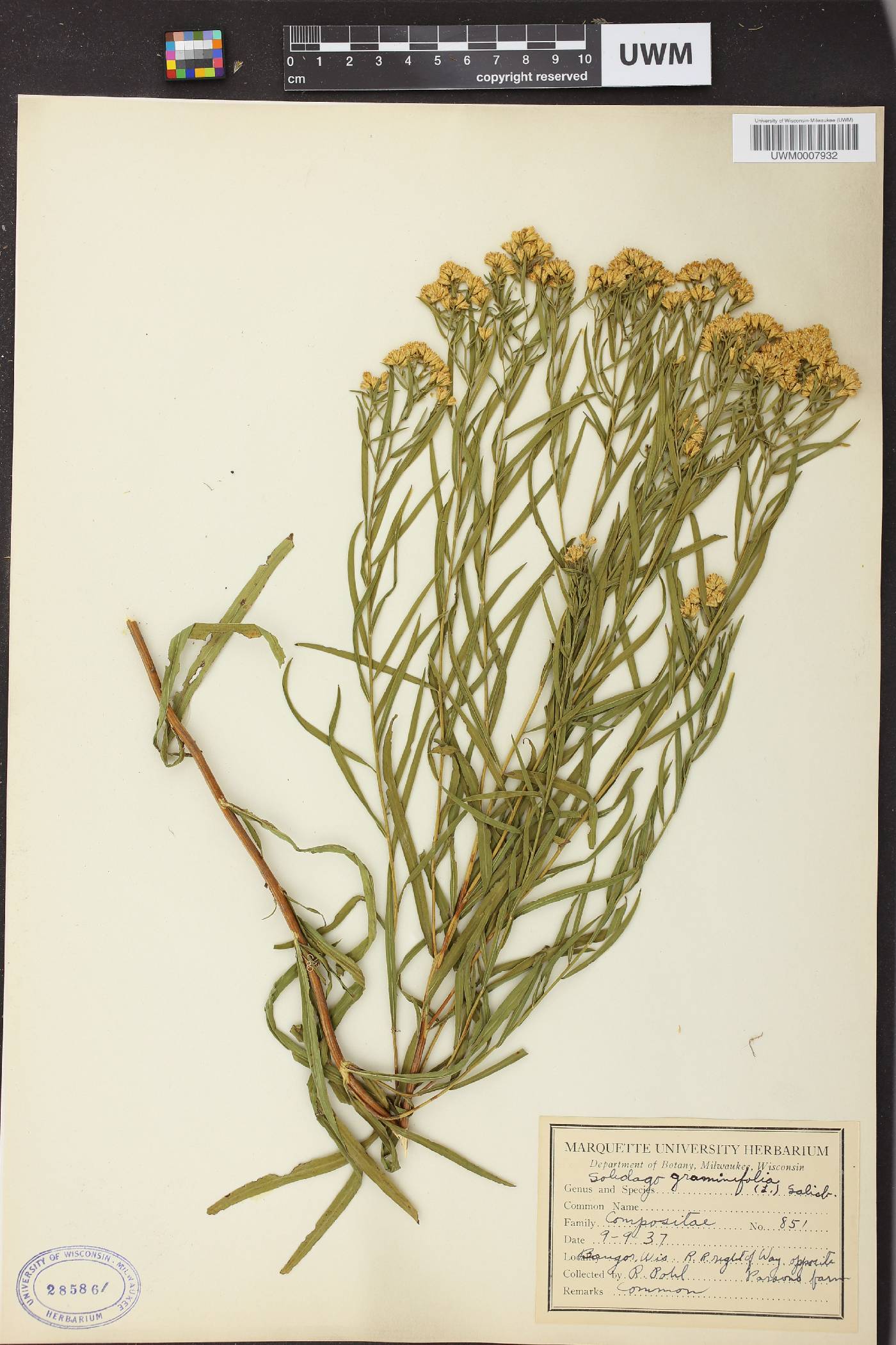 Euthamia graminifolia image