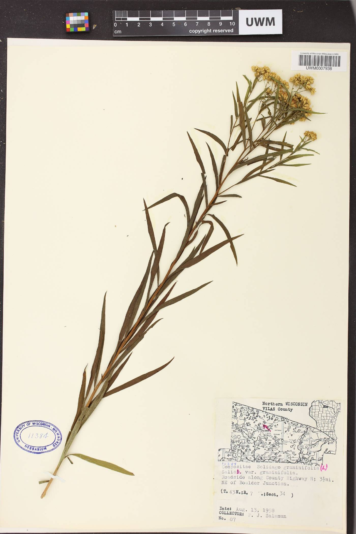 Euthamia graminifolia image
