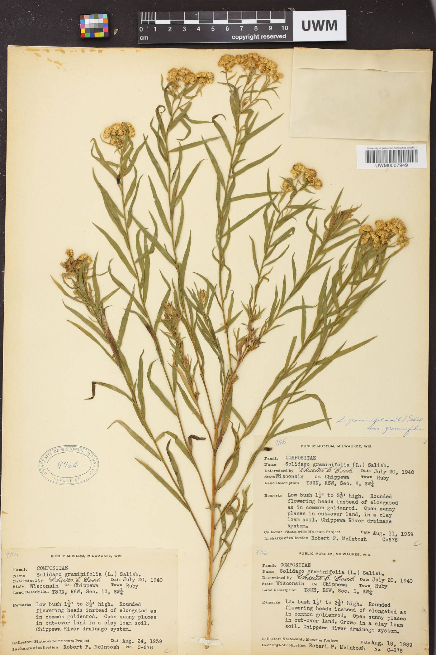 Euthamia graminifolia image