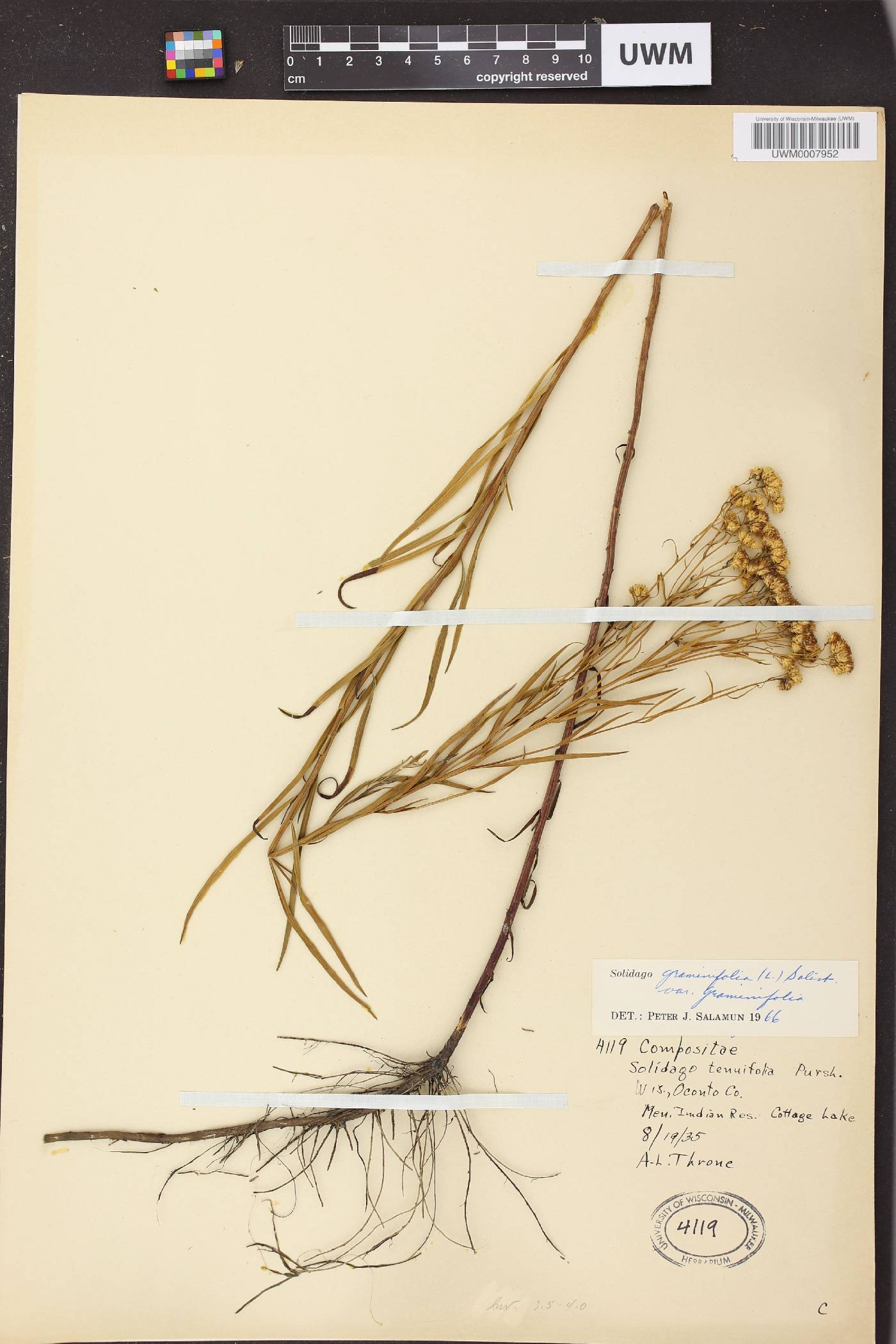 Euthamia graminifolia image