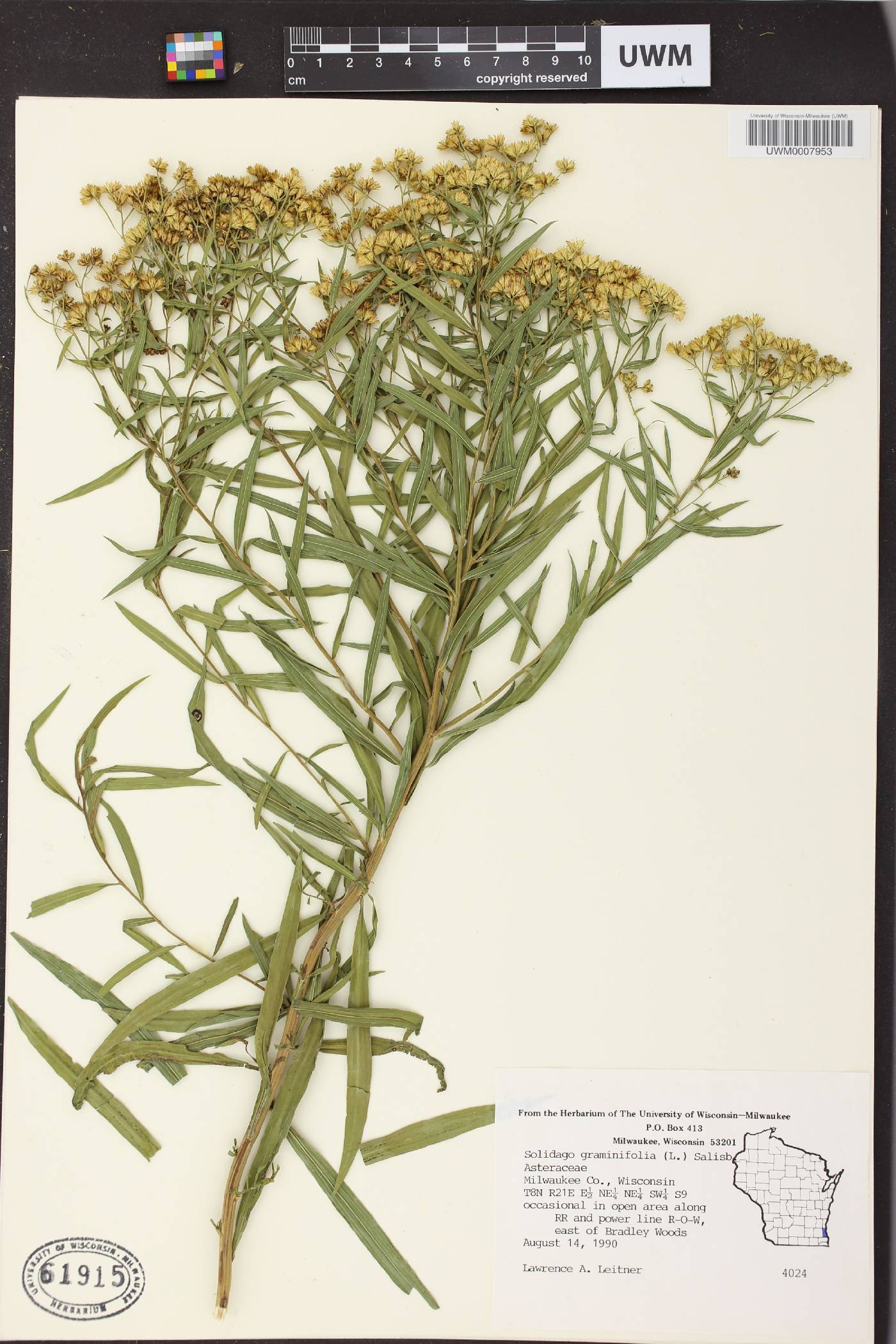 Euthamia graminifolia image