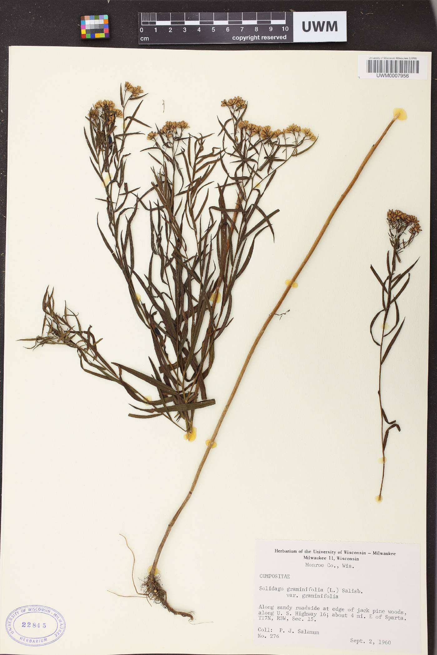 Euthamia graminifolia image